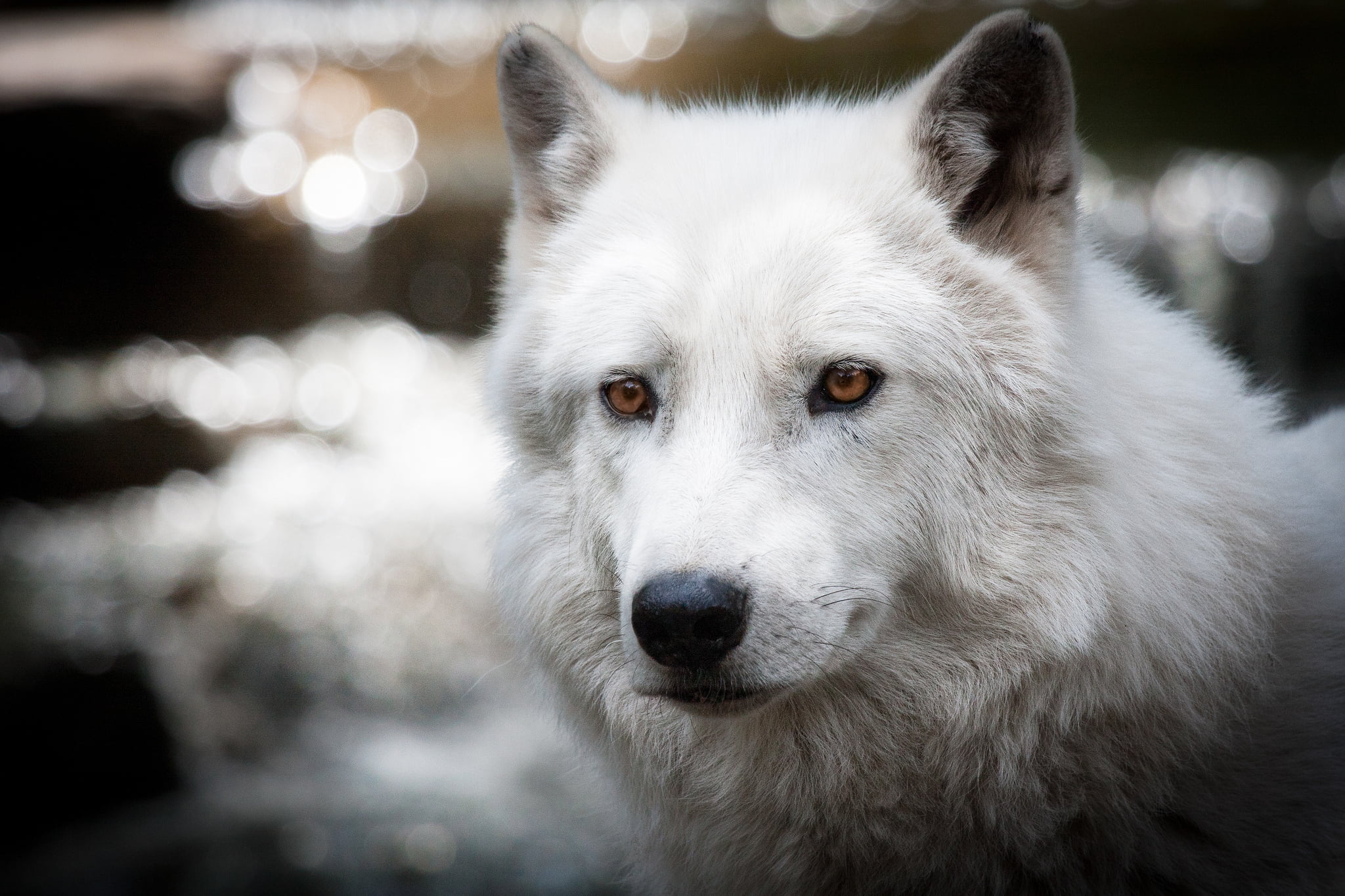 close-up, animals in the wild, animal eye, animal wildlife, polar, mammal, dog, day, focus on foreground, canine, white, wolf, animal, portrait, one animal, HD Wallpaper