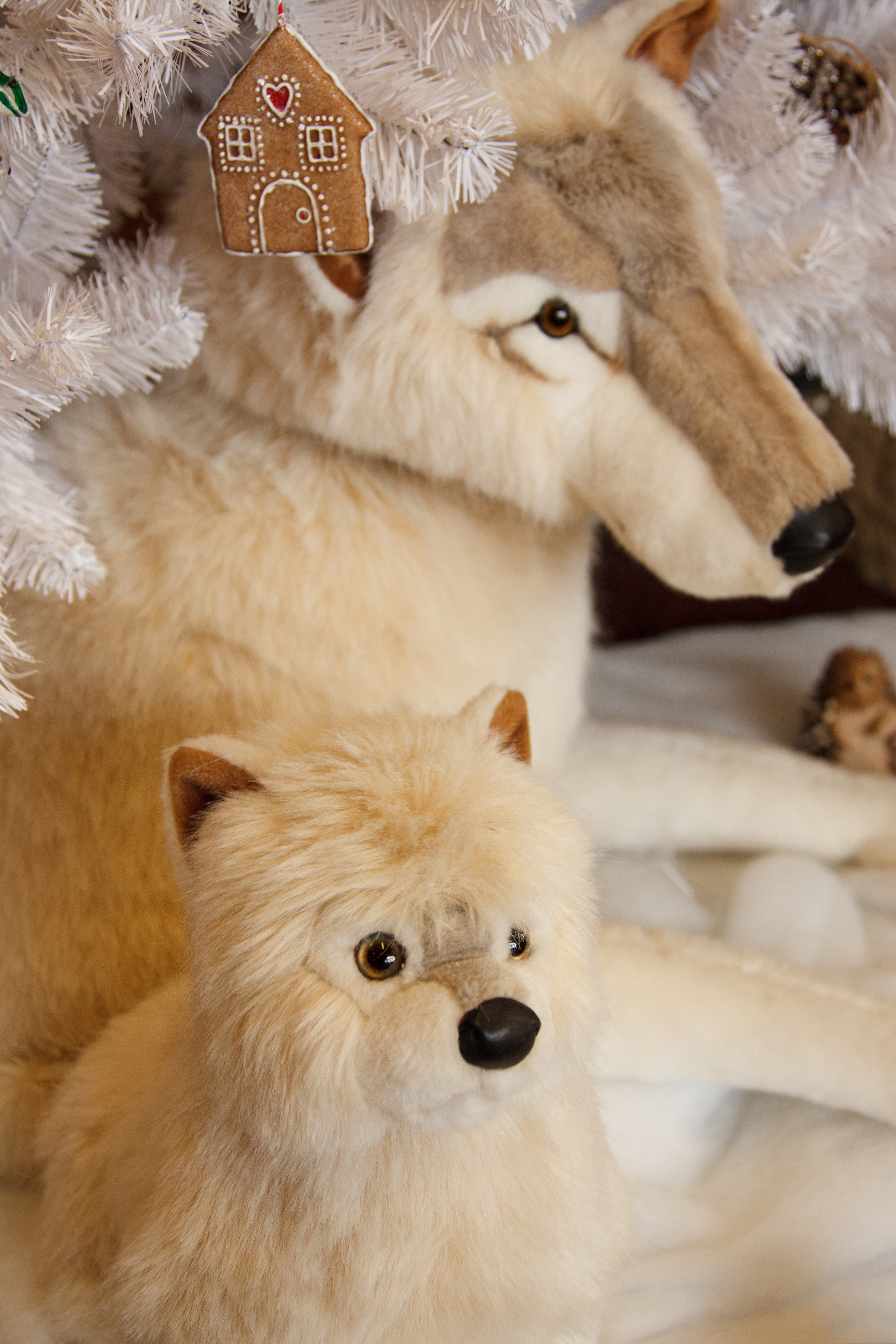 cute, pretty, vertebrate, pup, canine, pet, no people, Beautiful, Animal, animal themes, Arctic, high angle view, looking at camera, Adorable, indoors, Phone HD Wallpaper