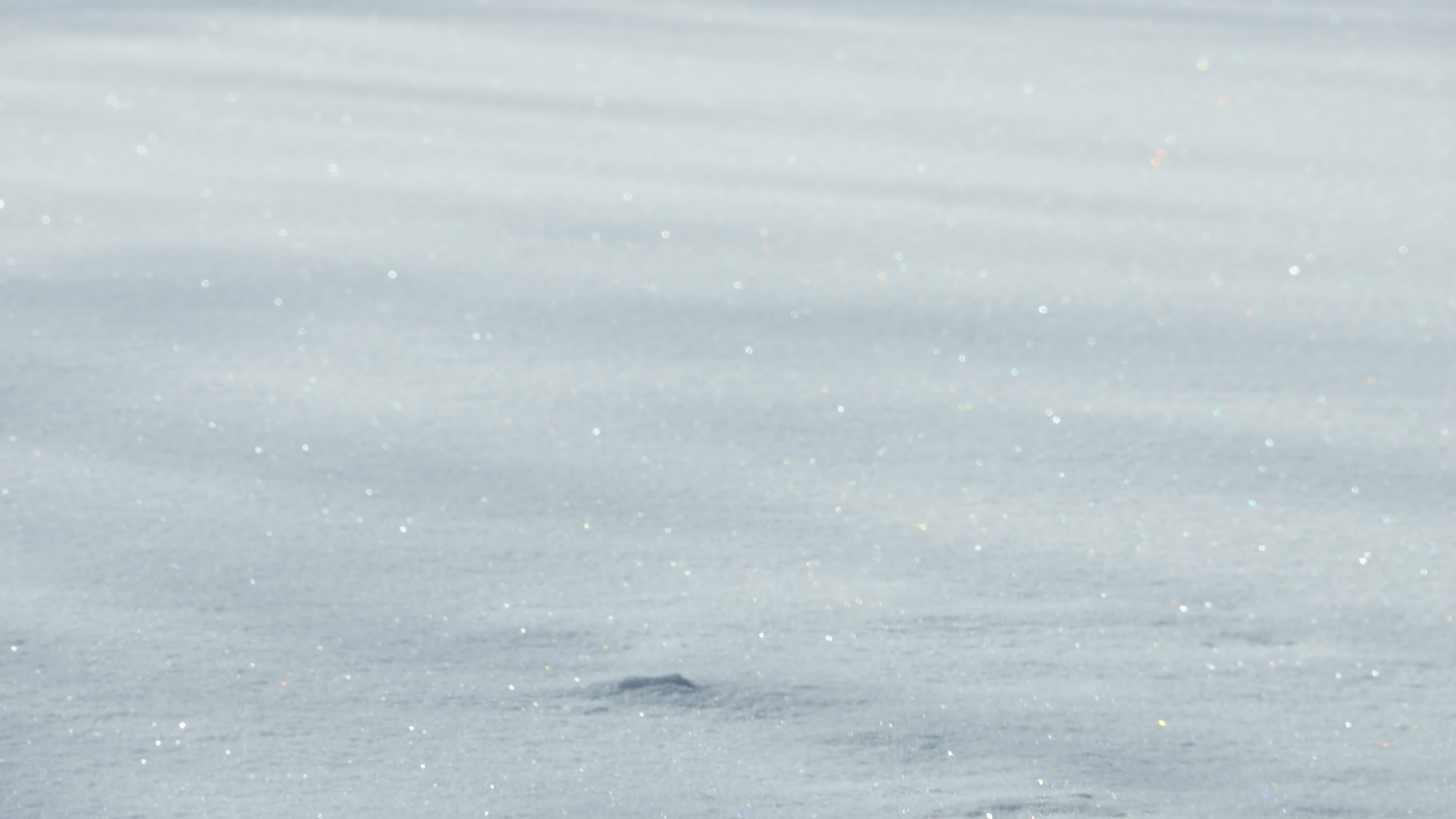 scenics - nature, backgrounds, canine, mammal, daytime, eagle, bear, field, full frame, animal, wildlife, nature, day, bird, winter, polar bear, flying, HD Wallpaper