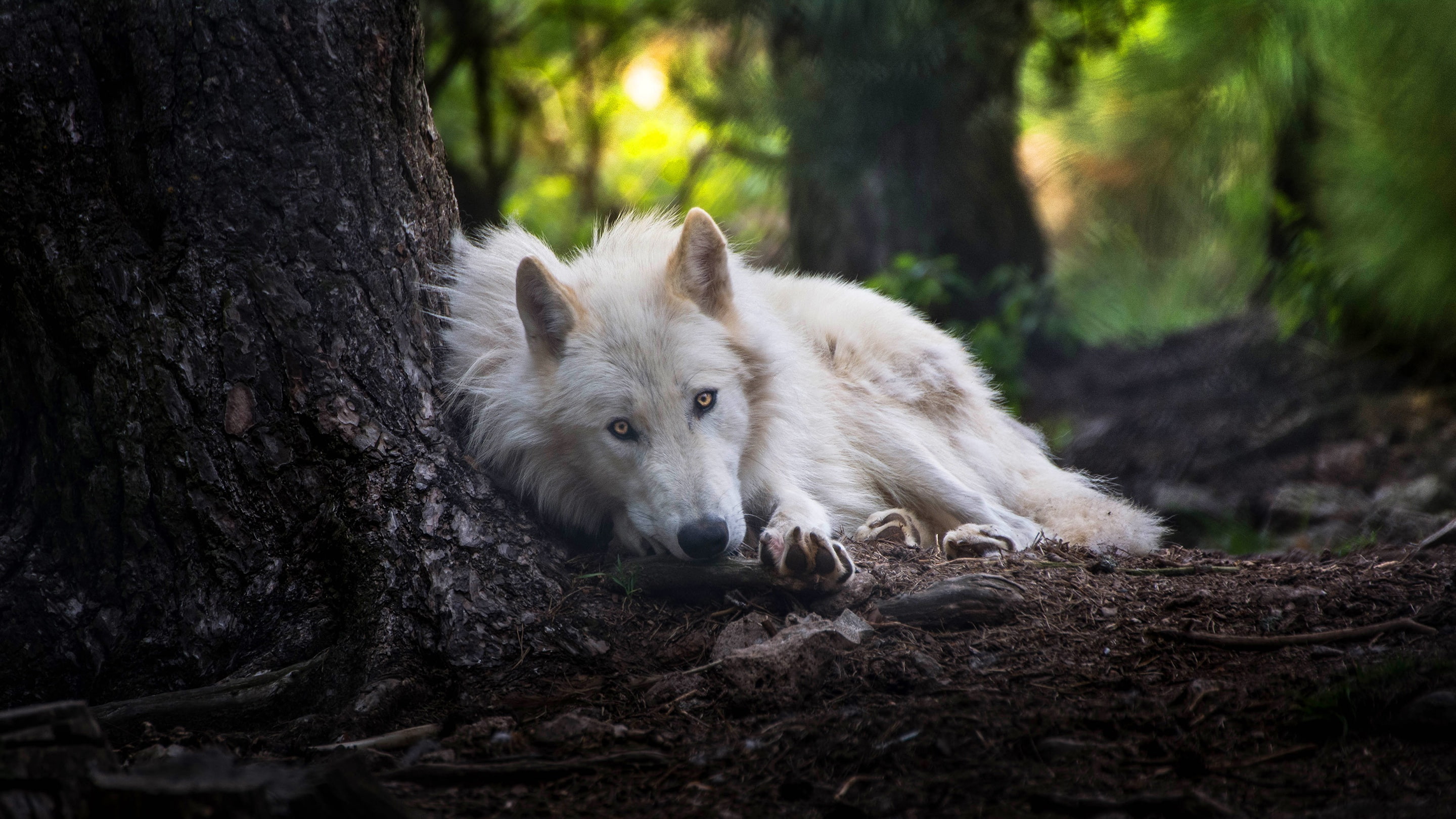 lies, handsome, background, wolf, forest, 2K, look, tree, trunk, pose, white, polar, nature, Arctic, face, HD Wallpaper