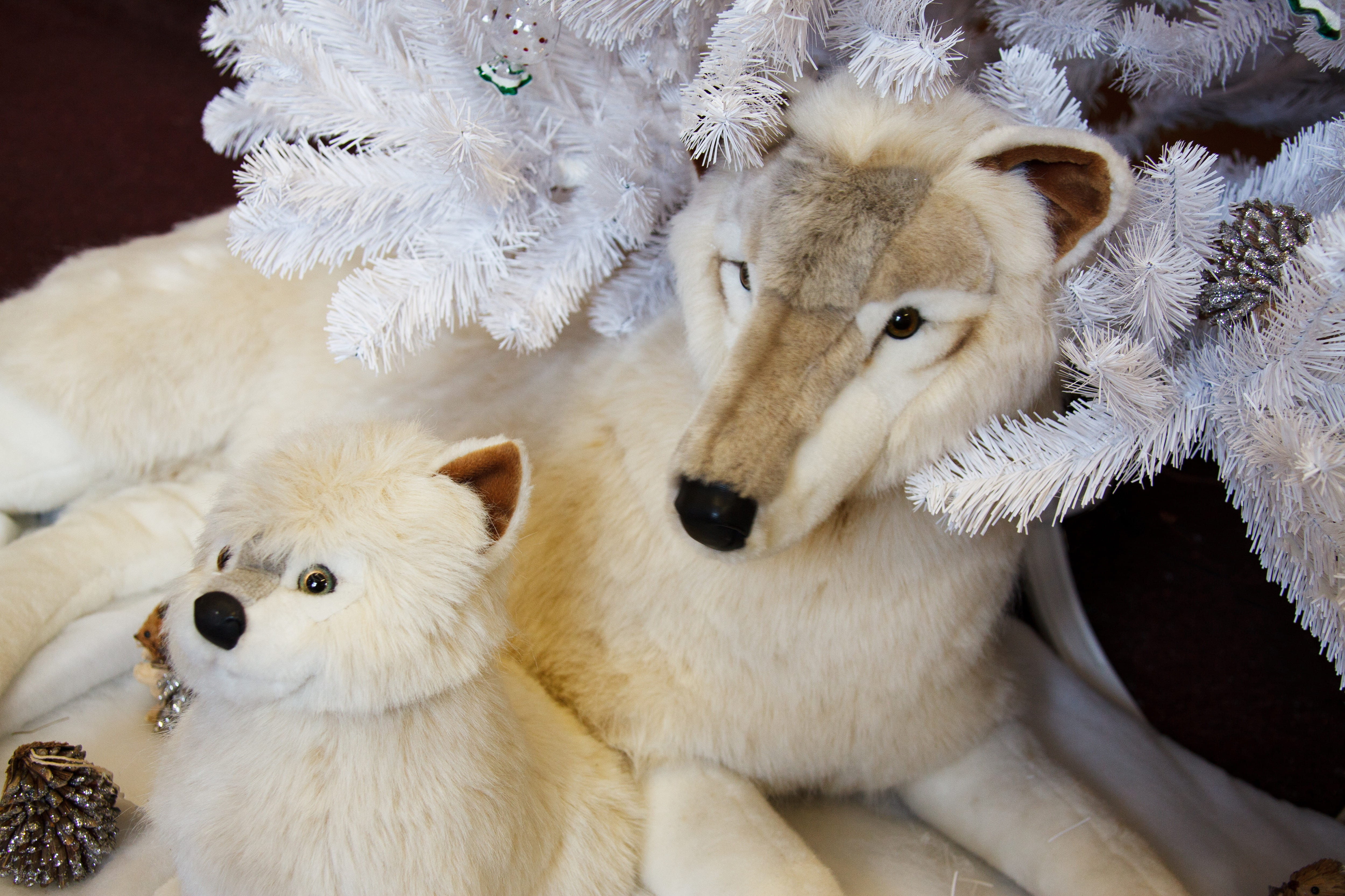 cold temperature, pretty, beautiful, white, adorable, polar, eyes, dog, wolf, group of animals, celebration, mammal, snow, pet, 4K, fur, arctic, animal themes, HD Wallpaper