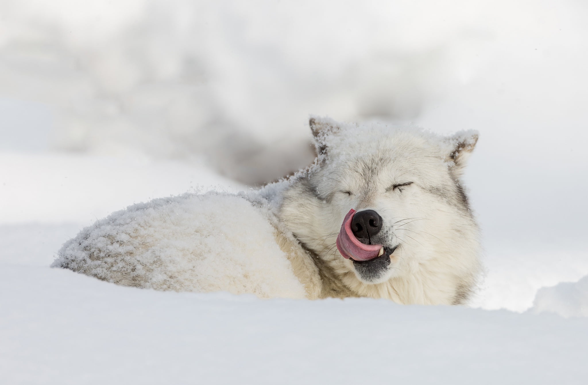 polar, snow, winter, 1080P, wolf, language, HD Wallpaper