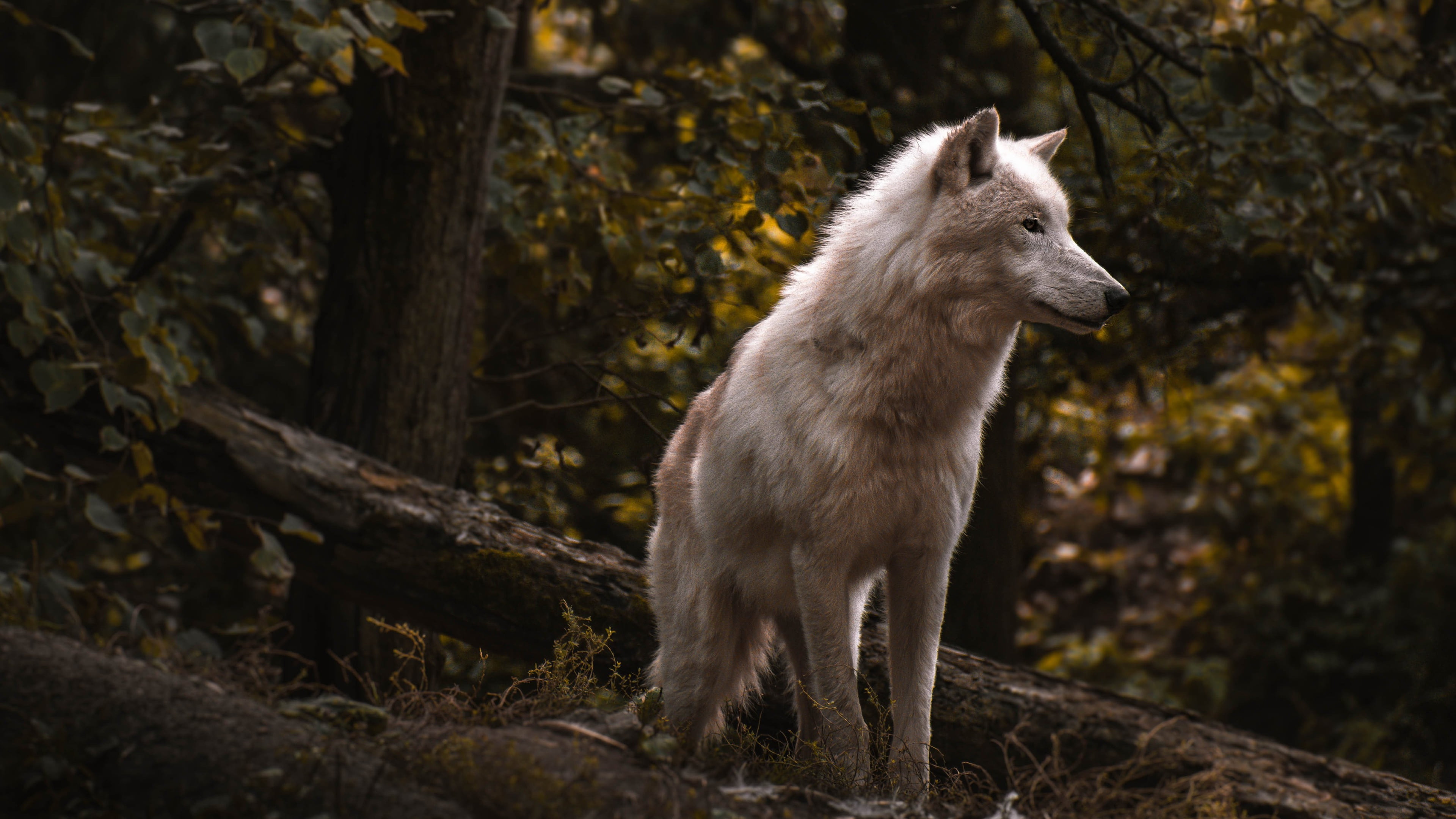 4K, forest, pose, the dark background, look, log, thickets, wolf, foliage, white, branches, polar, face, slope, HD Wallpaper