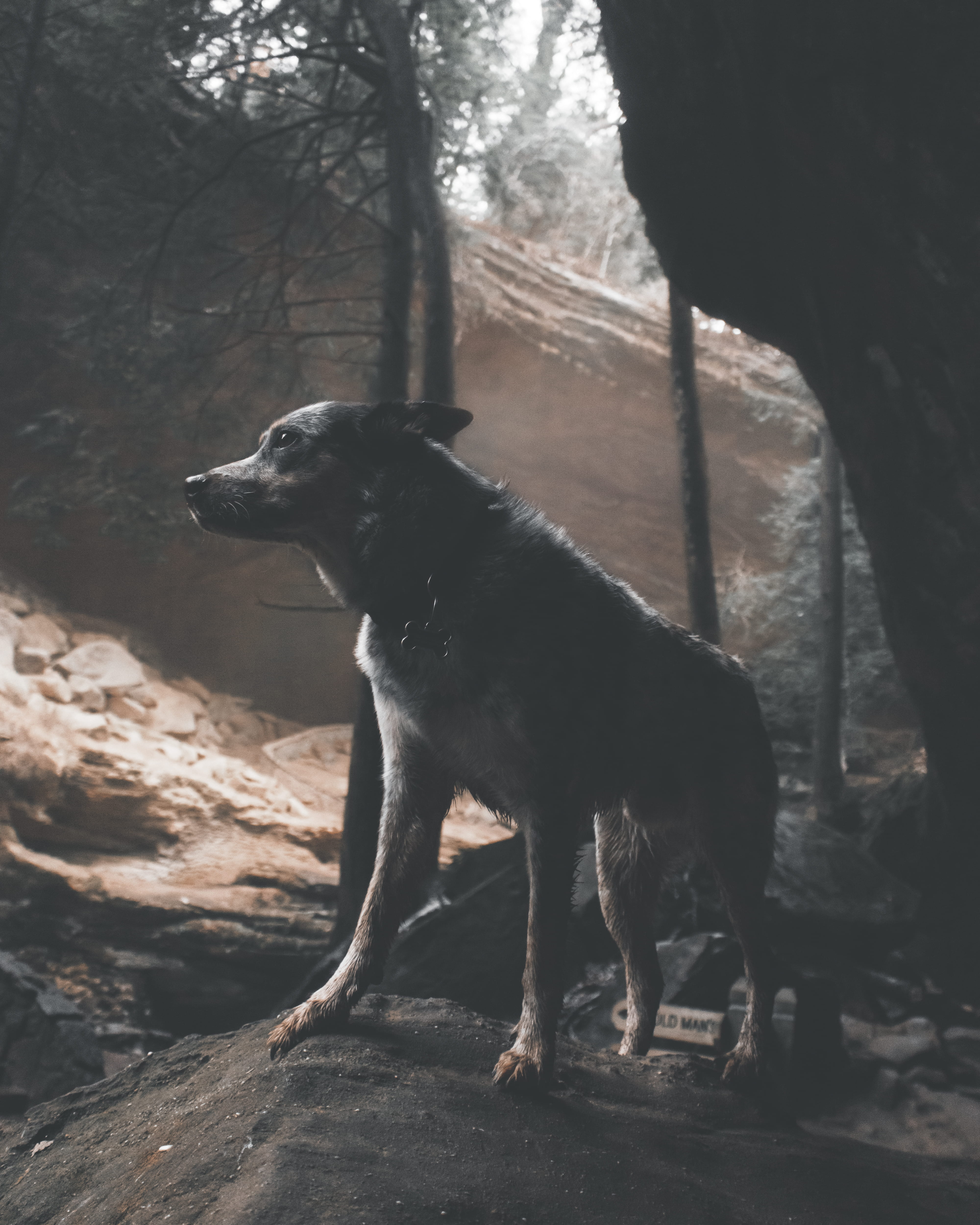 tree, rock, travel, wolf, domestic, austrailian, vertebrate, animal, domestic animals, looking away, red wolf, day, purebred dog, nature, looking, puppy, Phone HD Wallpaper