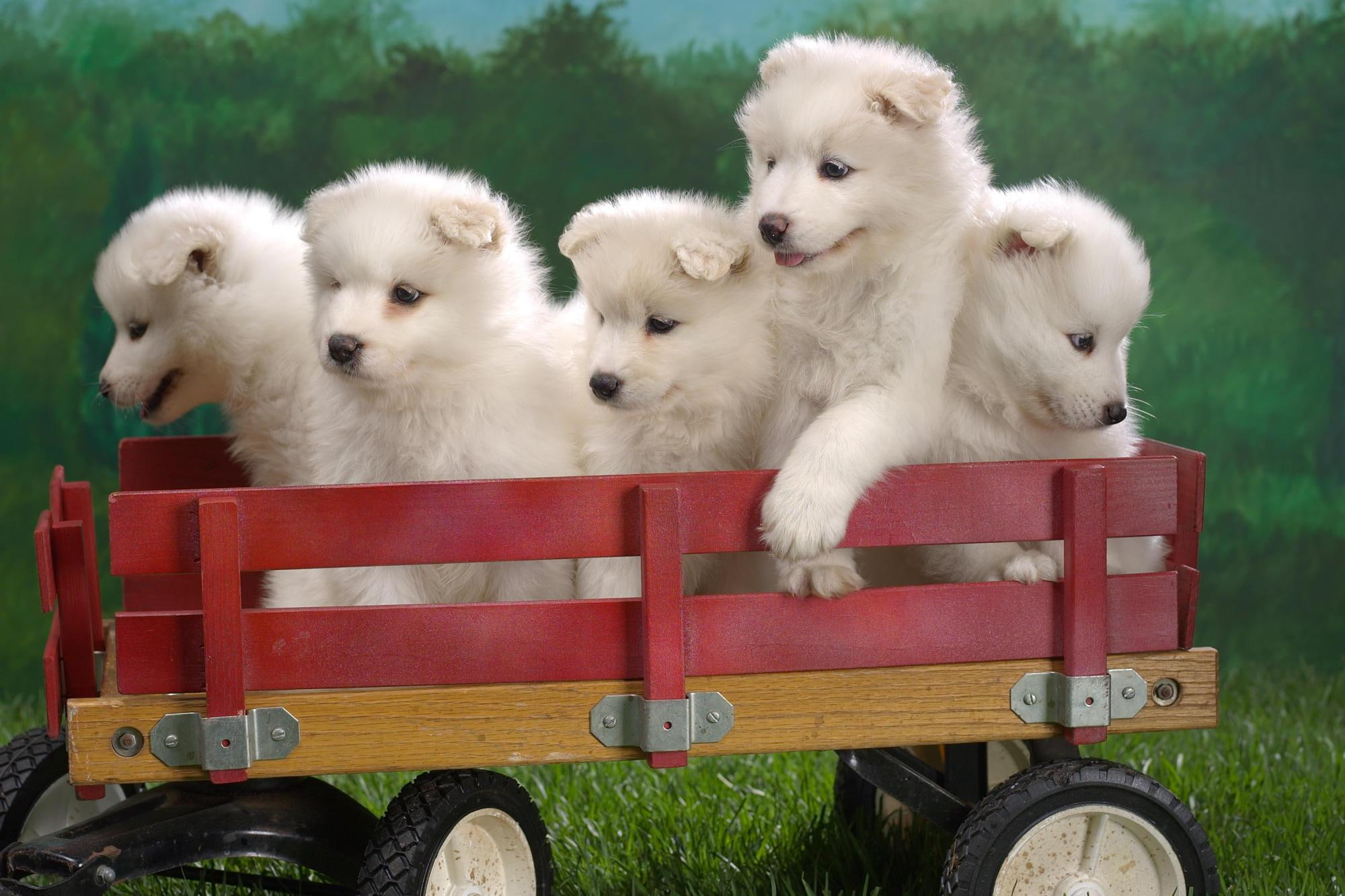 parade, animals, puppies, samoyes, pups, waiting, cute, adorble, 1080P, HD Wallpaper