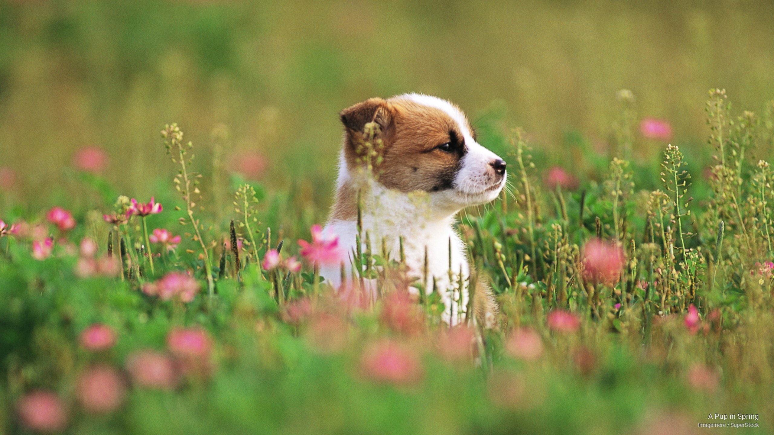 pup, spring, 2K, Dogs, HD Wallpaper