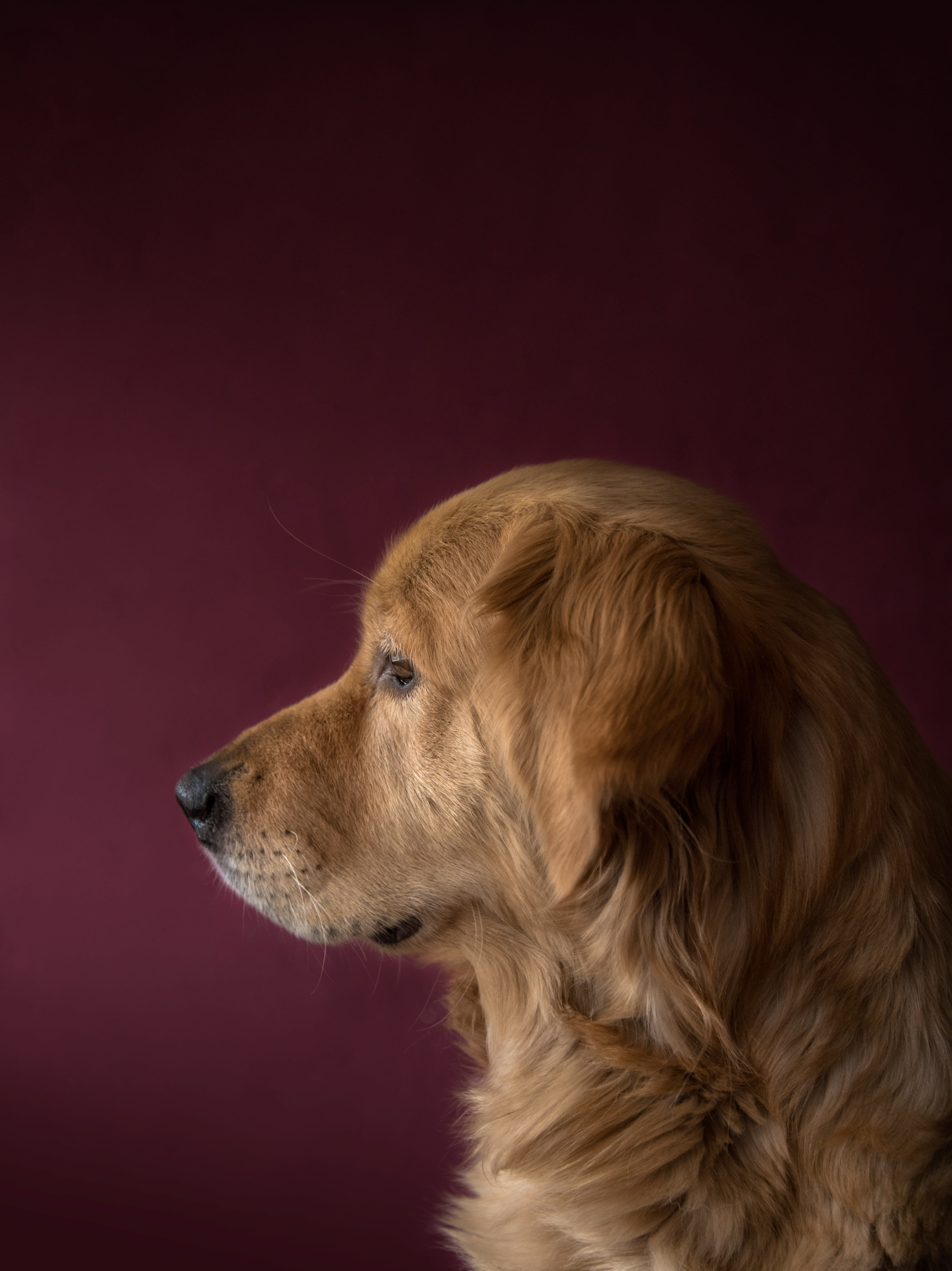golden retriever, animal themes, golden, side view, pup, animal, one animal, no people, indoors, colored background, animal head, retriever, 5K, domestic animals, Phone HD Wallpaper