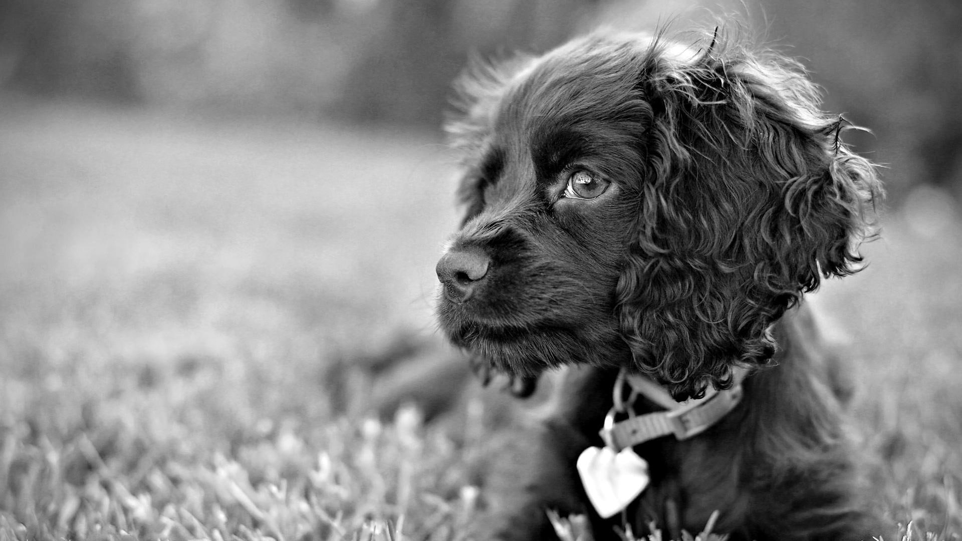 pup, adorable, animaldog, spaniel, animals, white, pretty, 1080P, cute, black, photography, HD Wallpaper