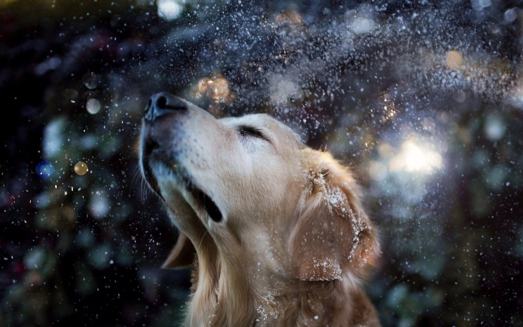 animals in the wild, snow, golden retrievers, animal head, snowing, animal wildlife, polar bear, animal themes, focus on foreground, no people, motion, HD Wallpaper