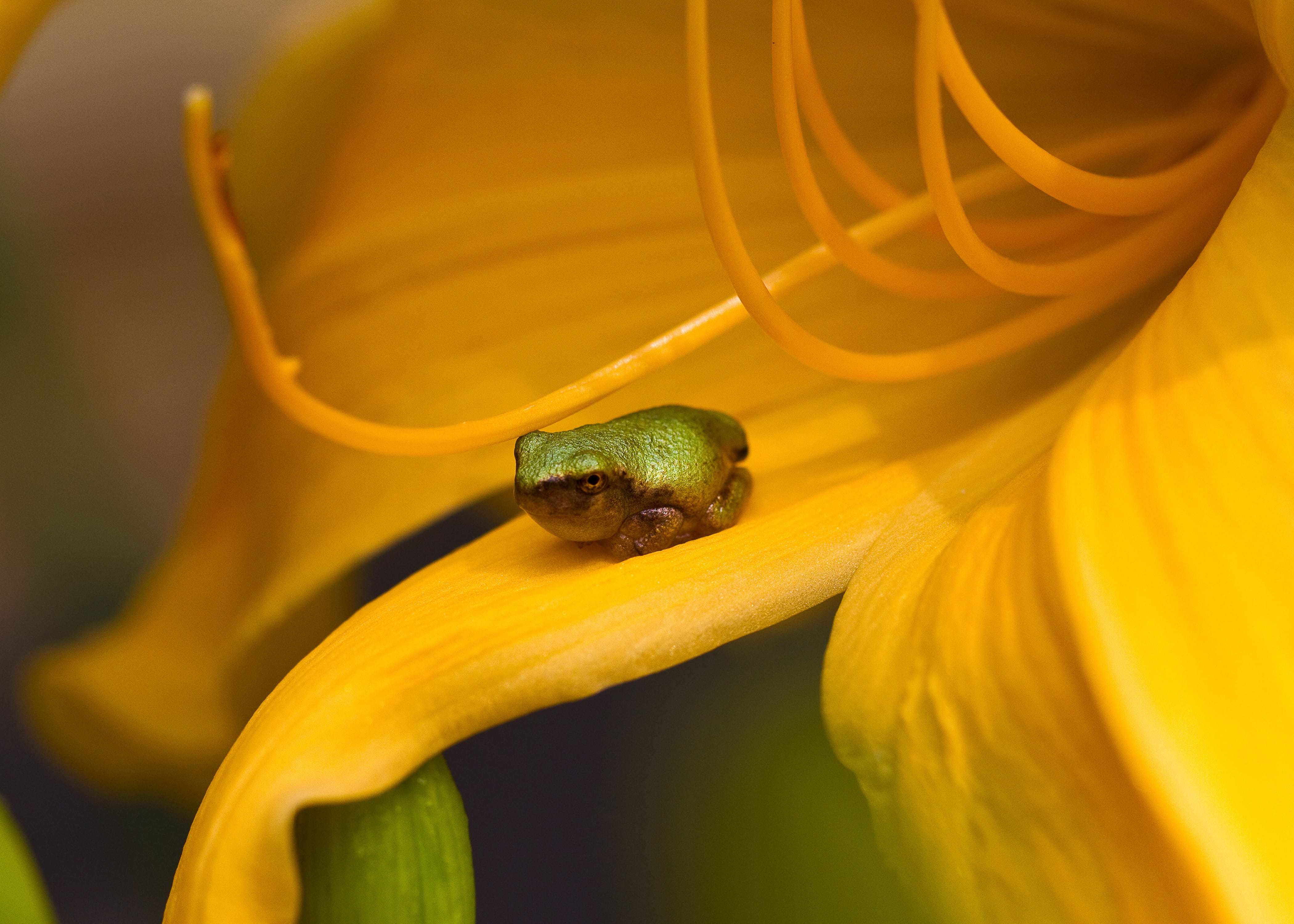 no people, animal themes, insect, invertebrate, united states, animals in the wild, gastropod, 4K, outdoors, close-up, selective focus, plant, small, green color, HD Wallpaper