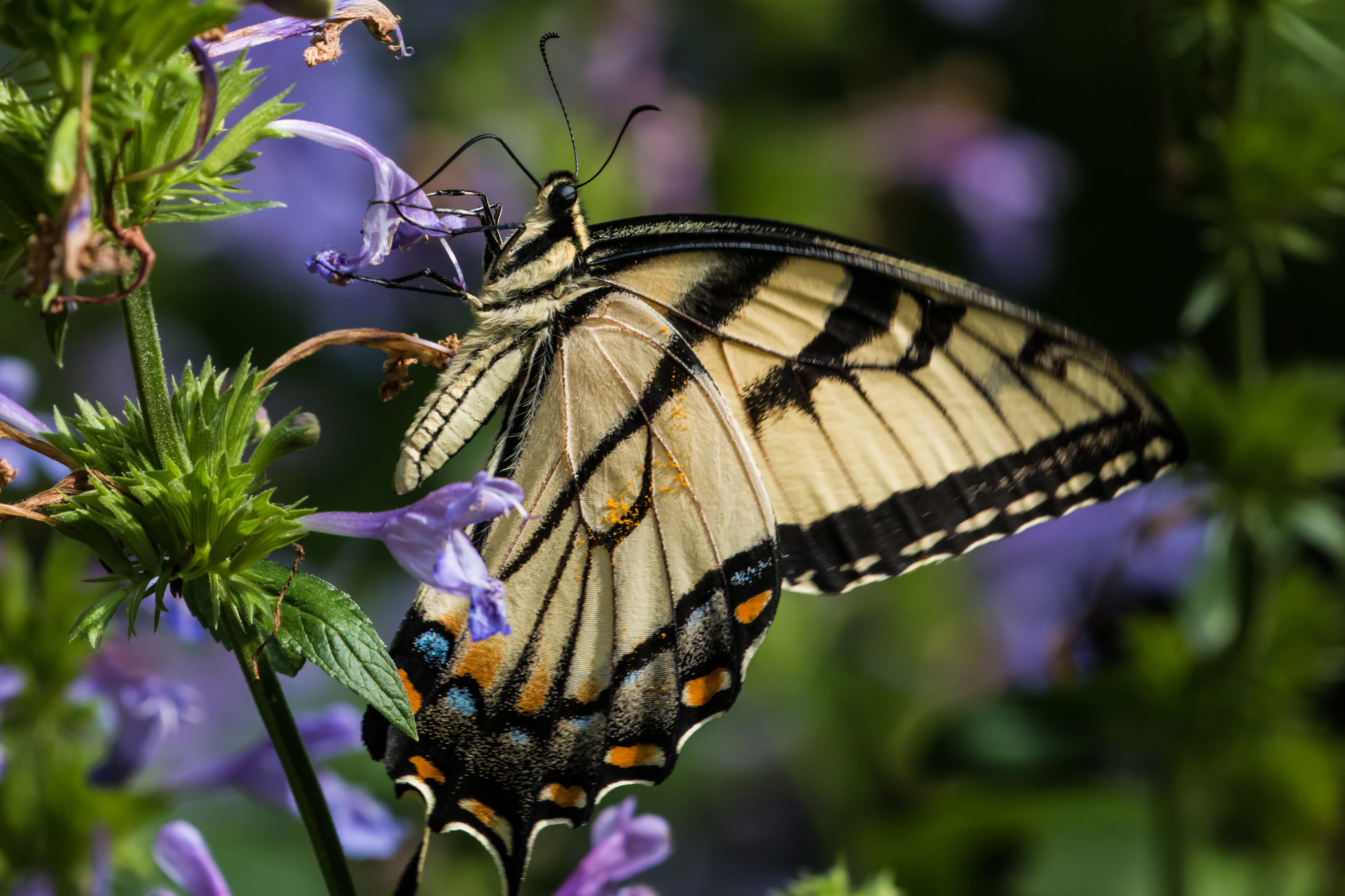 insect, one animal, focus on foreground, vulnerability, outdoors, plant, fragility, close-up, 4K, animal themes, butterfly - insect, flowering plant, united states, HD Wallpaper