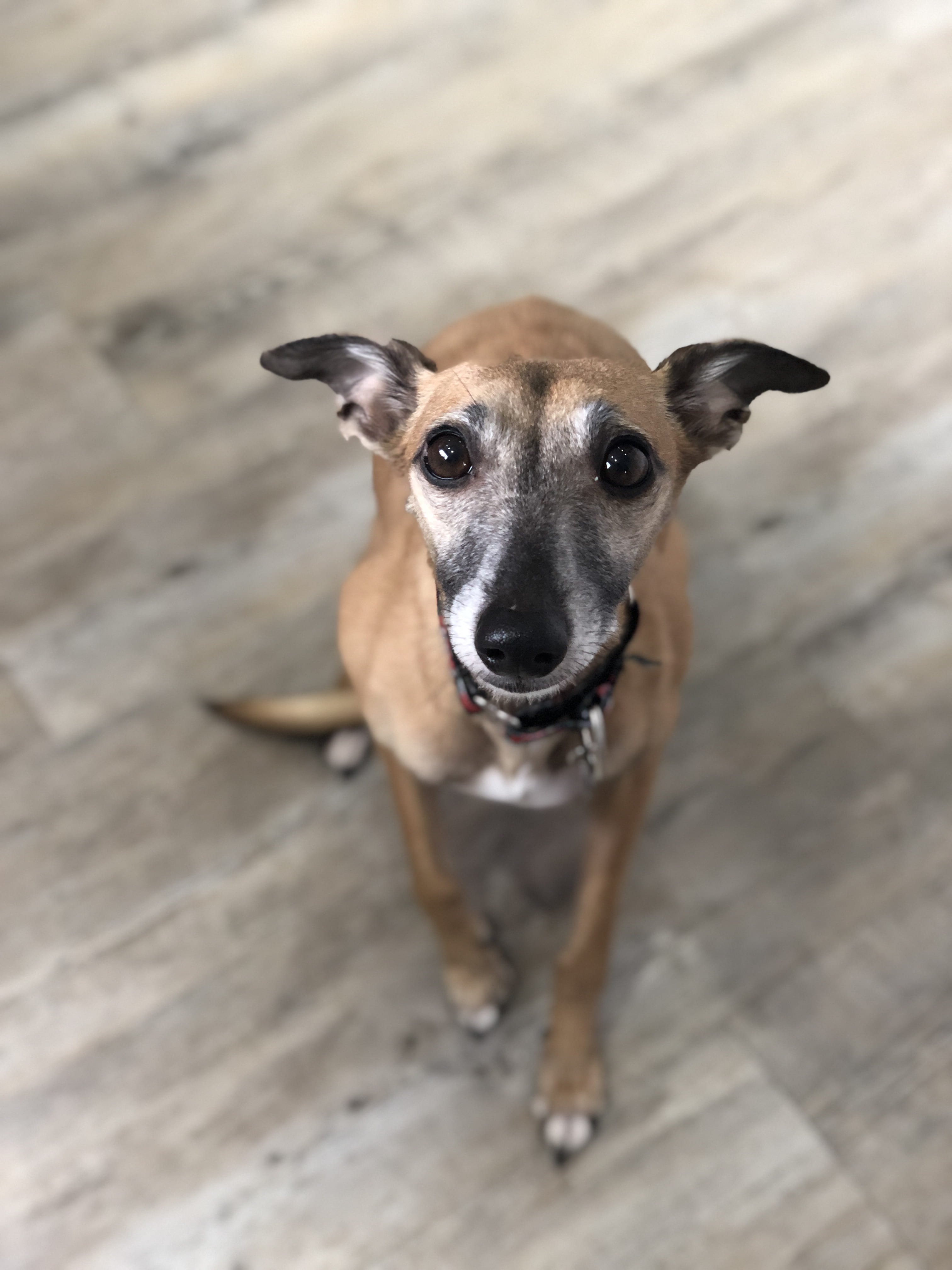 mammal, leash, slate, canine, portrait, pitstone, animal, dogs, focus on foreground, no people, wood - material, pet, strap, chihuahua, 1 warwick rd, vertebrate, Phone HD Wallpaper