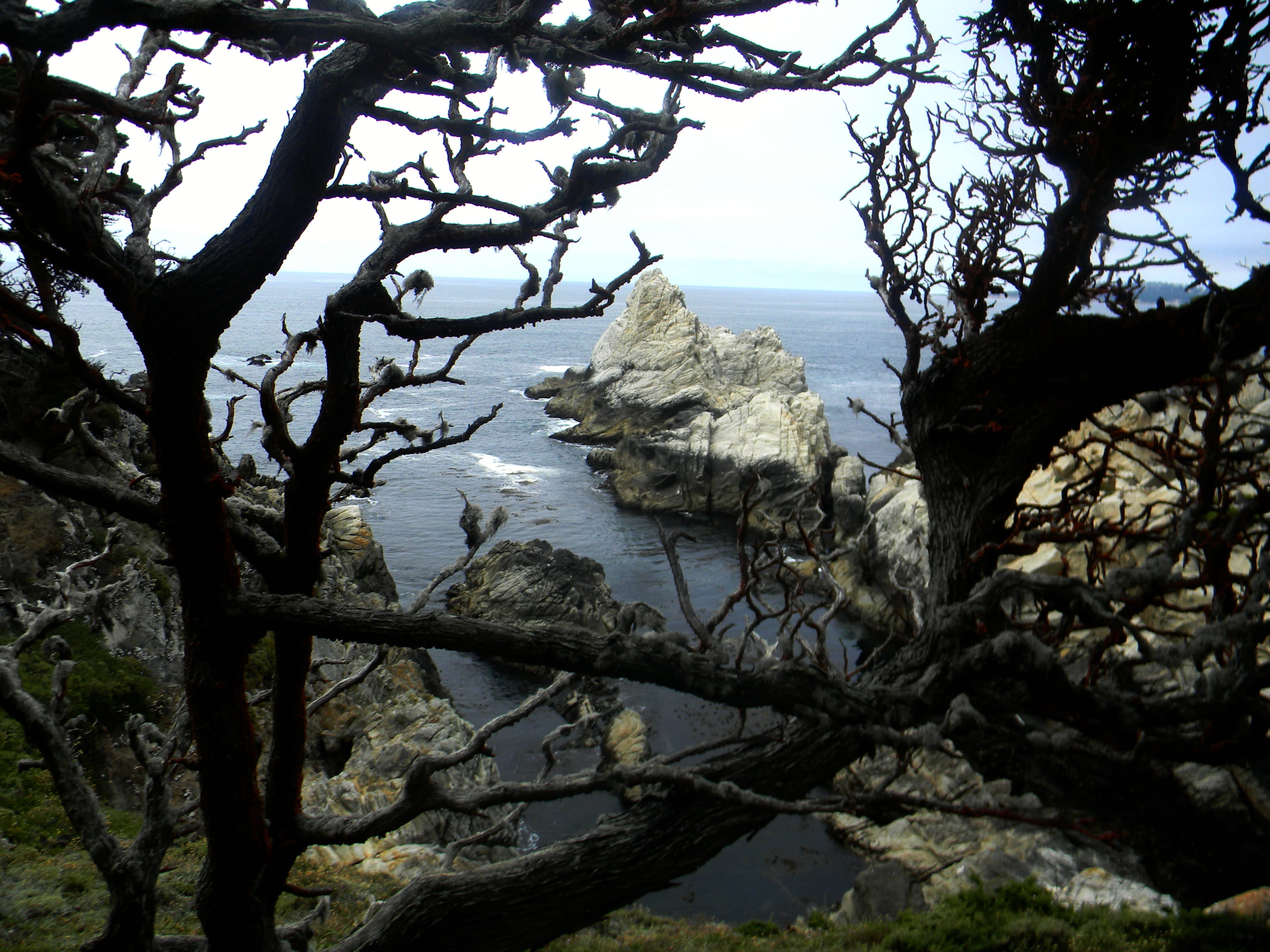 land, beach, outdoors, sea, branch, tranquility, sky, tree trunk, scenics - nature, 2K, trees, tranquil scene, trunk, day, beauty in nature, water, point lobos state natural reserve, HD Wallpaper