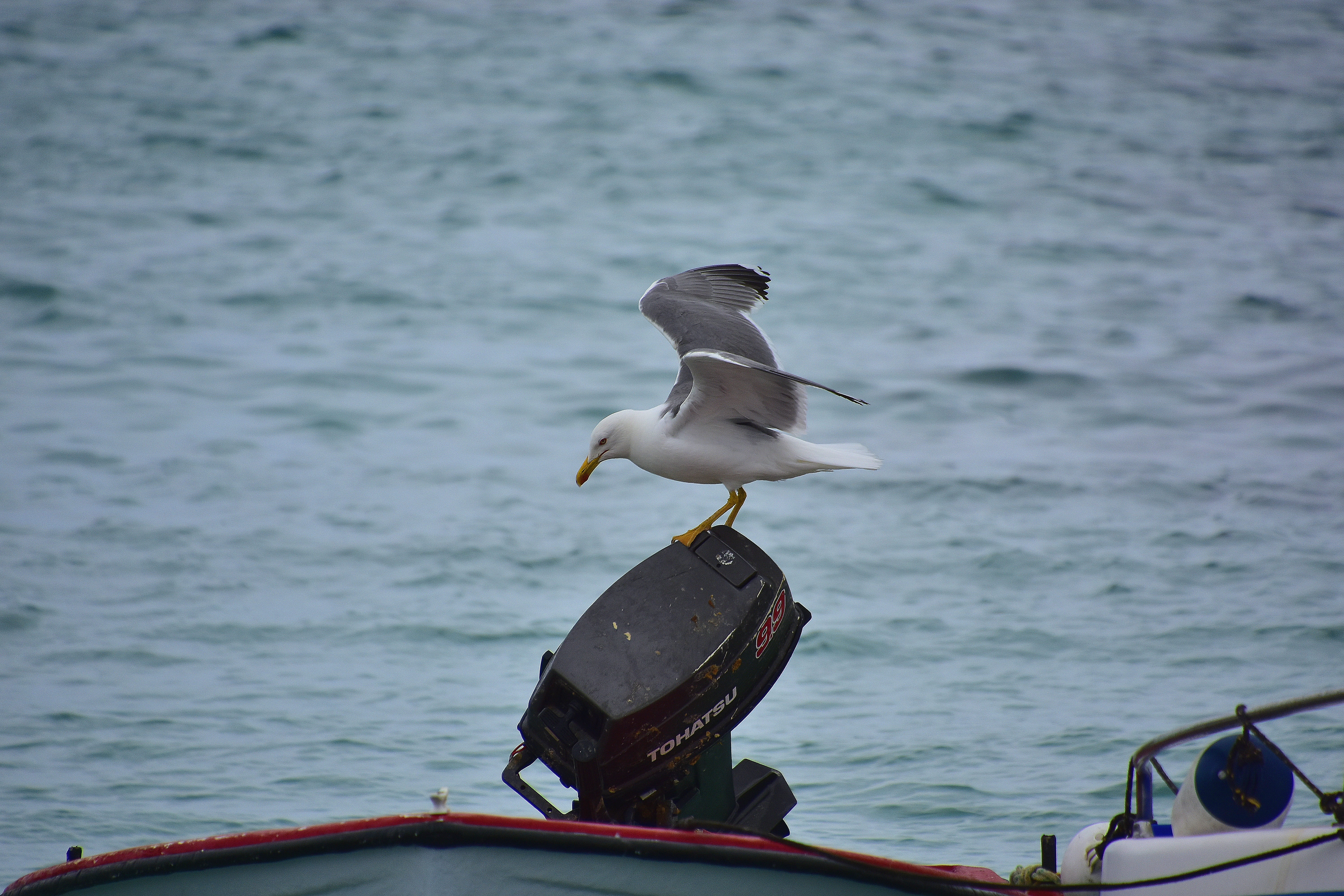 animal wildlife, animal themes, sea, 5K, perching, seagull, island of lobos, nature, one animal, vertebrate, landscape, outdoors, nautical vessel, no people, HD Wallpaper