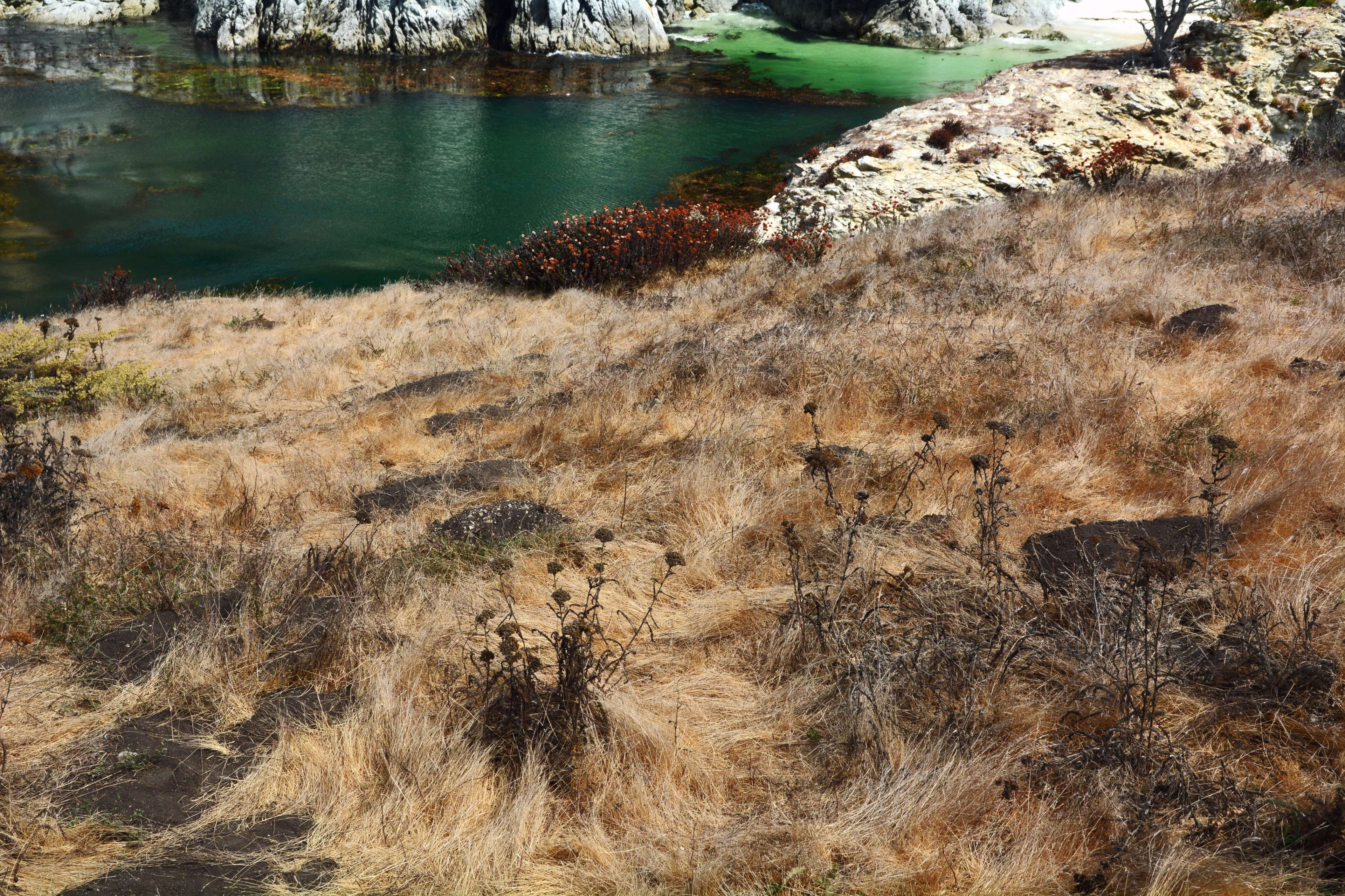 grass, non-urban scene, lake, china cove, high angle view, beauty in nature, land, pacific ocean, rocks, point lobos, autumn colours, pacific, growth, ocean shore, HD Wallpaper