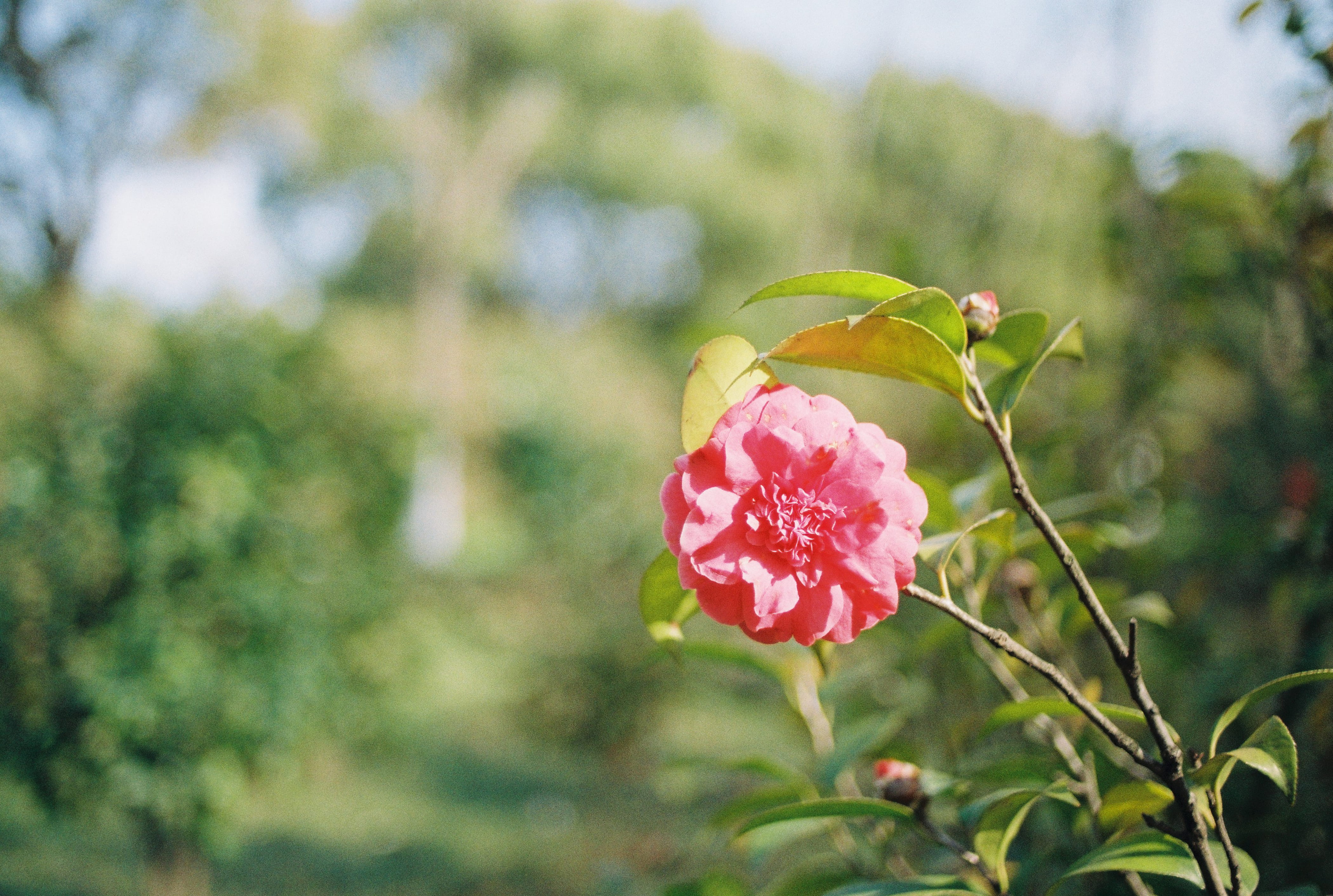 4K, pollen, flowering plant, produce, acanthaceae, nature, camellia, day, carnation, pink color, focus, no people, fragility, fruit, grapefruit, inflorescence, HD Wallpaper