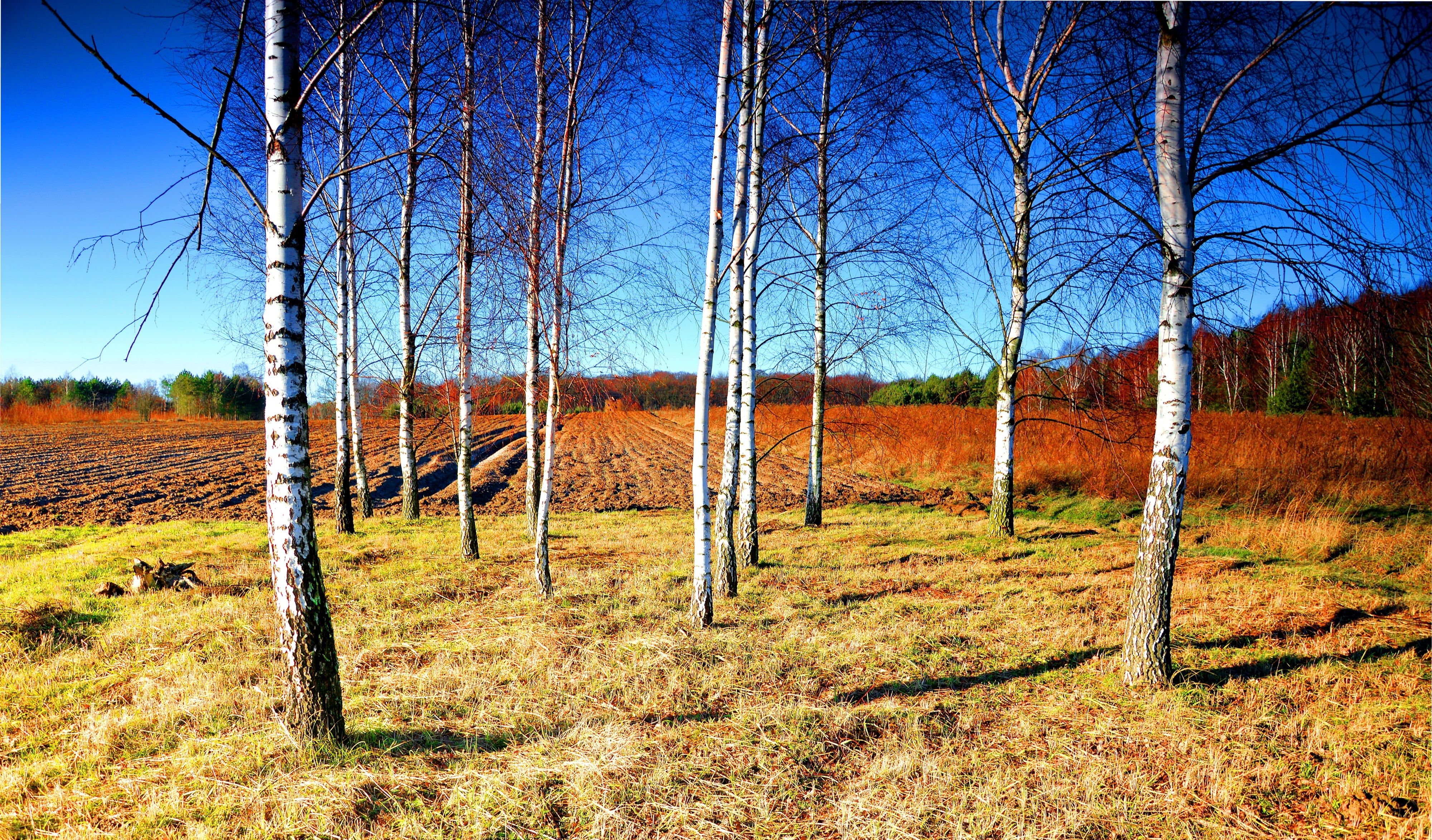 cloud, shrubbery, forest, birch, clouds, aura, wooden post, sky, field, 4K, blue, white, land, plant, boundary, weather, scenics - nature, landscape, tree, HD Wallpaper