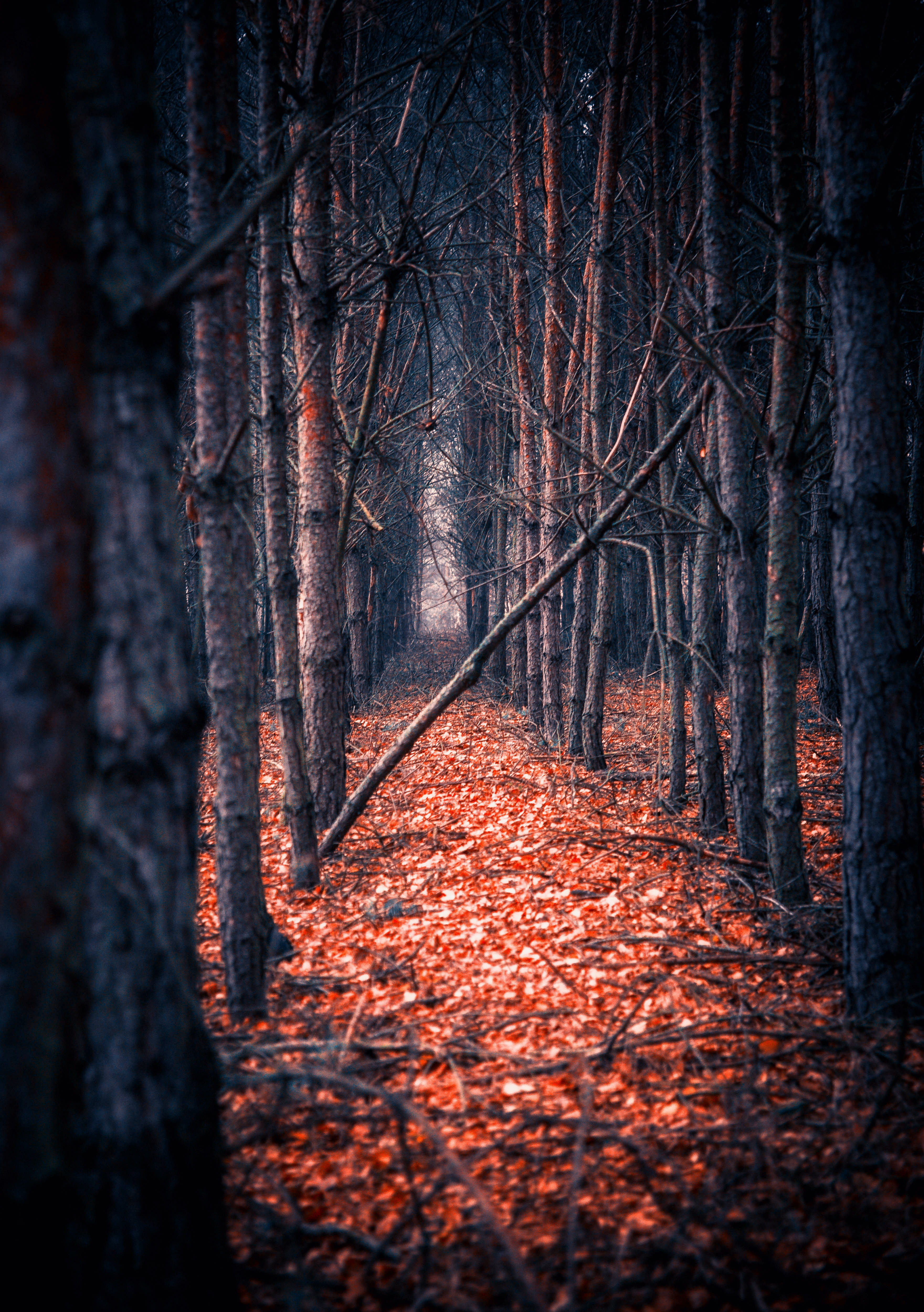 leaves, woodland, forests, autumn collection, trunk, fabulously, gloomy, outdoors, magic, litter, the path, nature, shrubbery, atmosphere, autumn, view, Phone HD Wallpaper