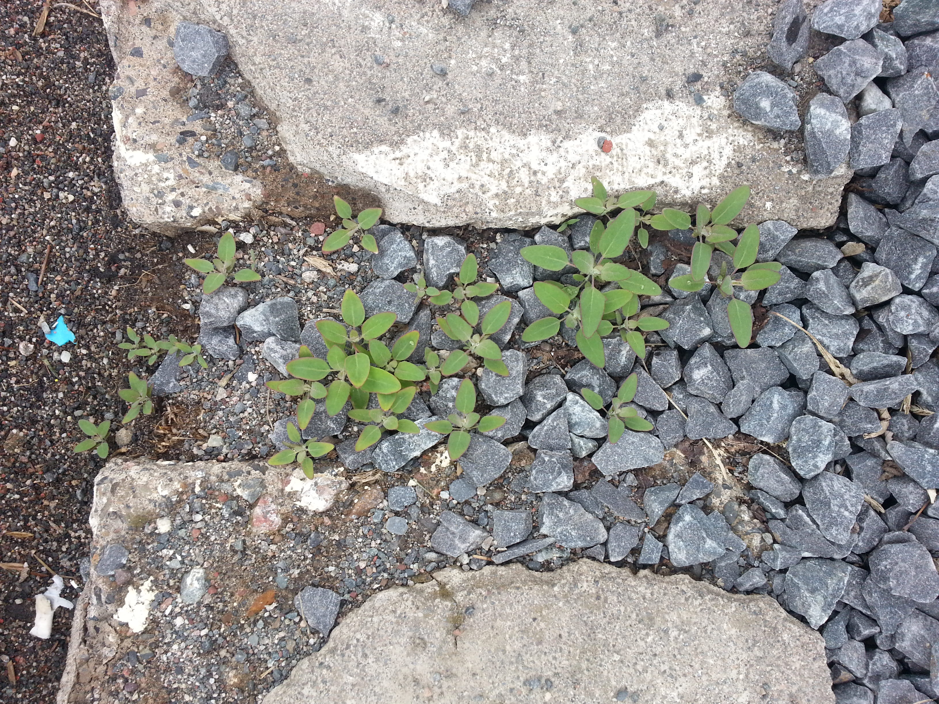rough, 2K, shrubbery, stone, stone wall, ground, growth, high angle view, pebble, algoma and st. george, no people, thunder bay, beauty in nature, plant, HD Wallpaper