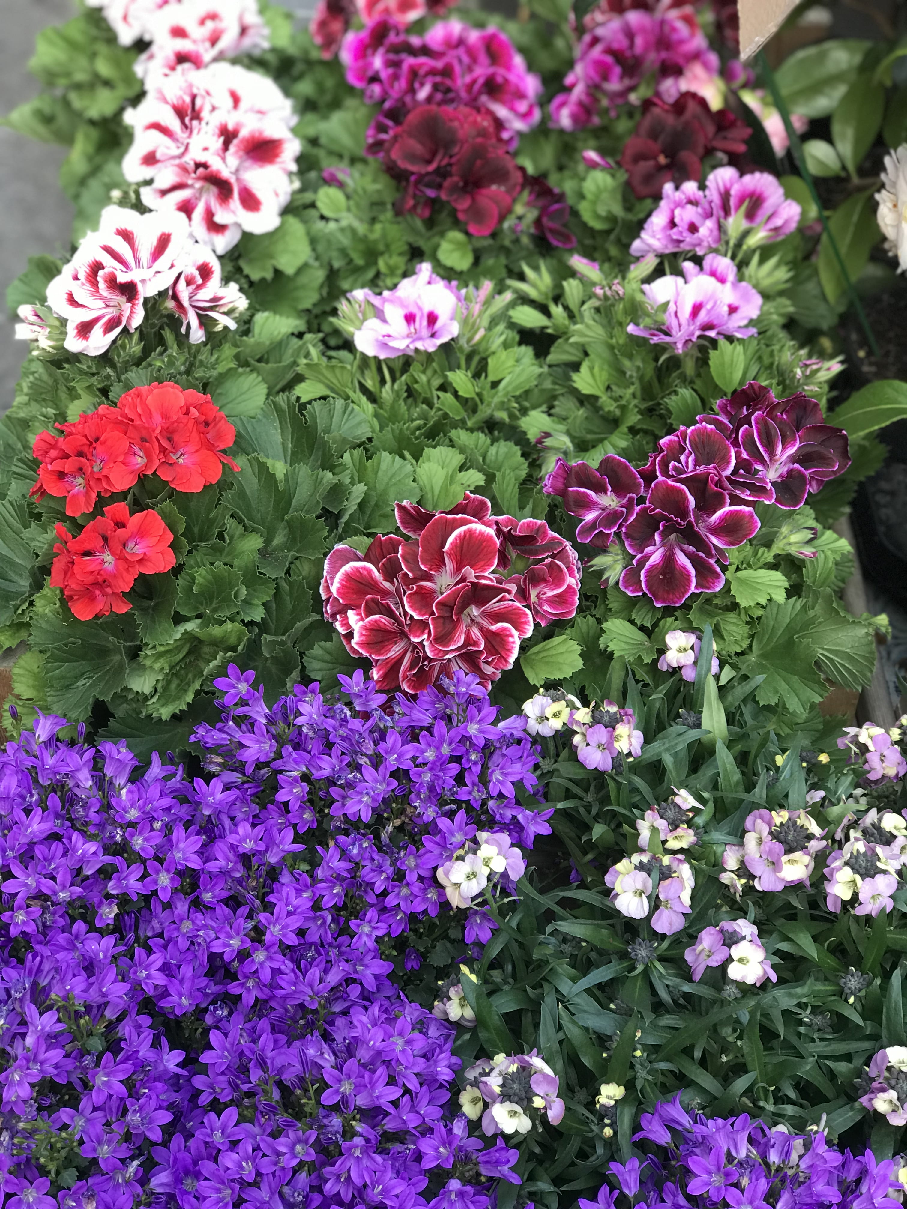4K, purple flowers, day, no people, shrubbery, netherlands, plant, outdoors, growth, flowers, freshness, red flowers, flower, close-up, plants, pink color, Phone HD Wallpaper