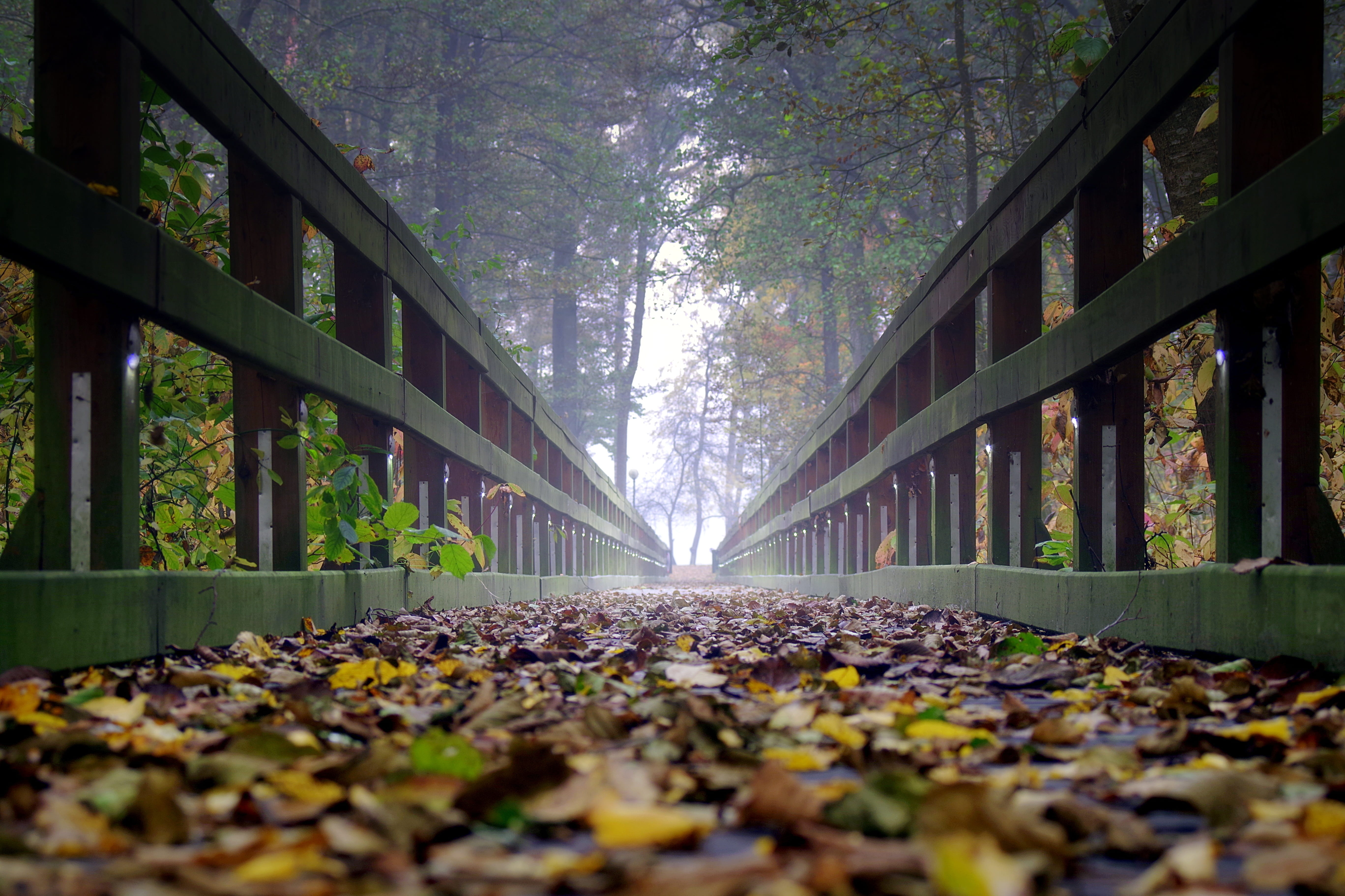 centrally, far away, falling, connection, foliage, handle, bridge, leaves, dark, tree, boards, leaf, railing, land, plant, the prospect of, change, yellow, HD Wallpaper