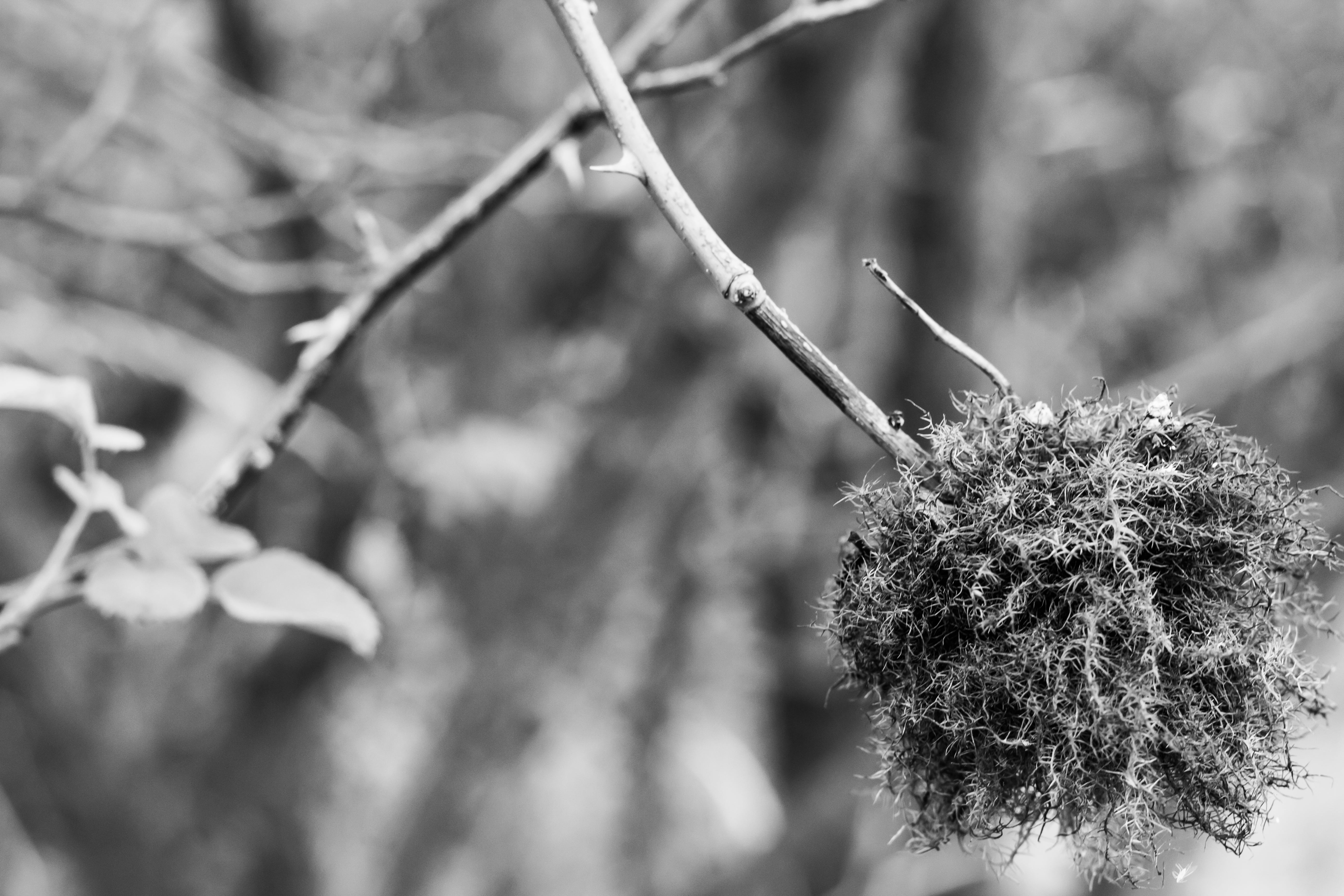 spiny shrub, growth, flowering, leaf, wilted plant, beauty in nature, grass, plant part, focus on foreground, flora, the growth of the, day, spines, environment, HD Wallpaper