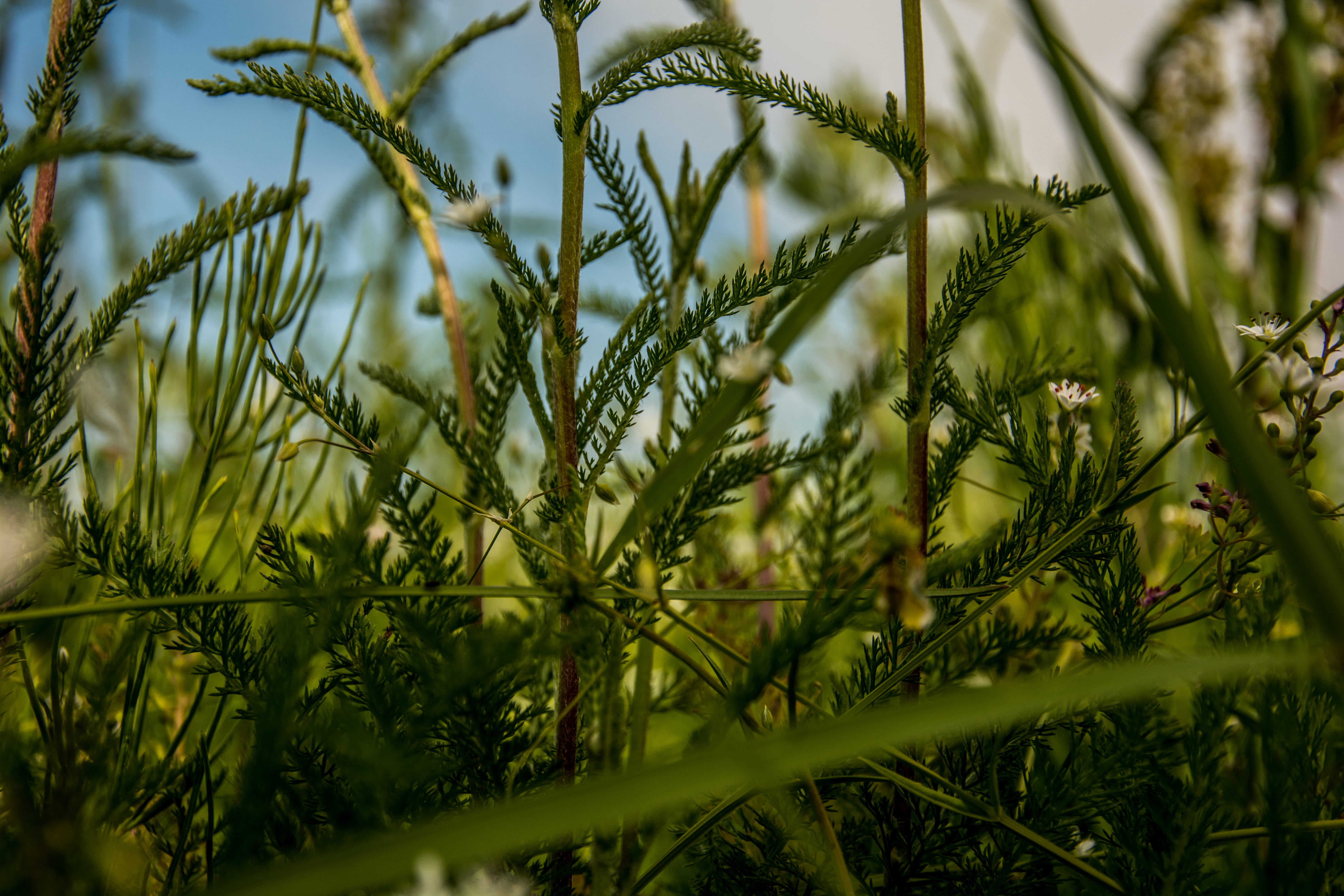 close-up, shrubbery, grass, tree, growth, leaves, flora, plant stem, tranquility, selective focus, green color, beauty in nature, no people, agriculture, HD Wallpaper
