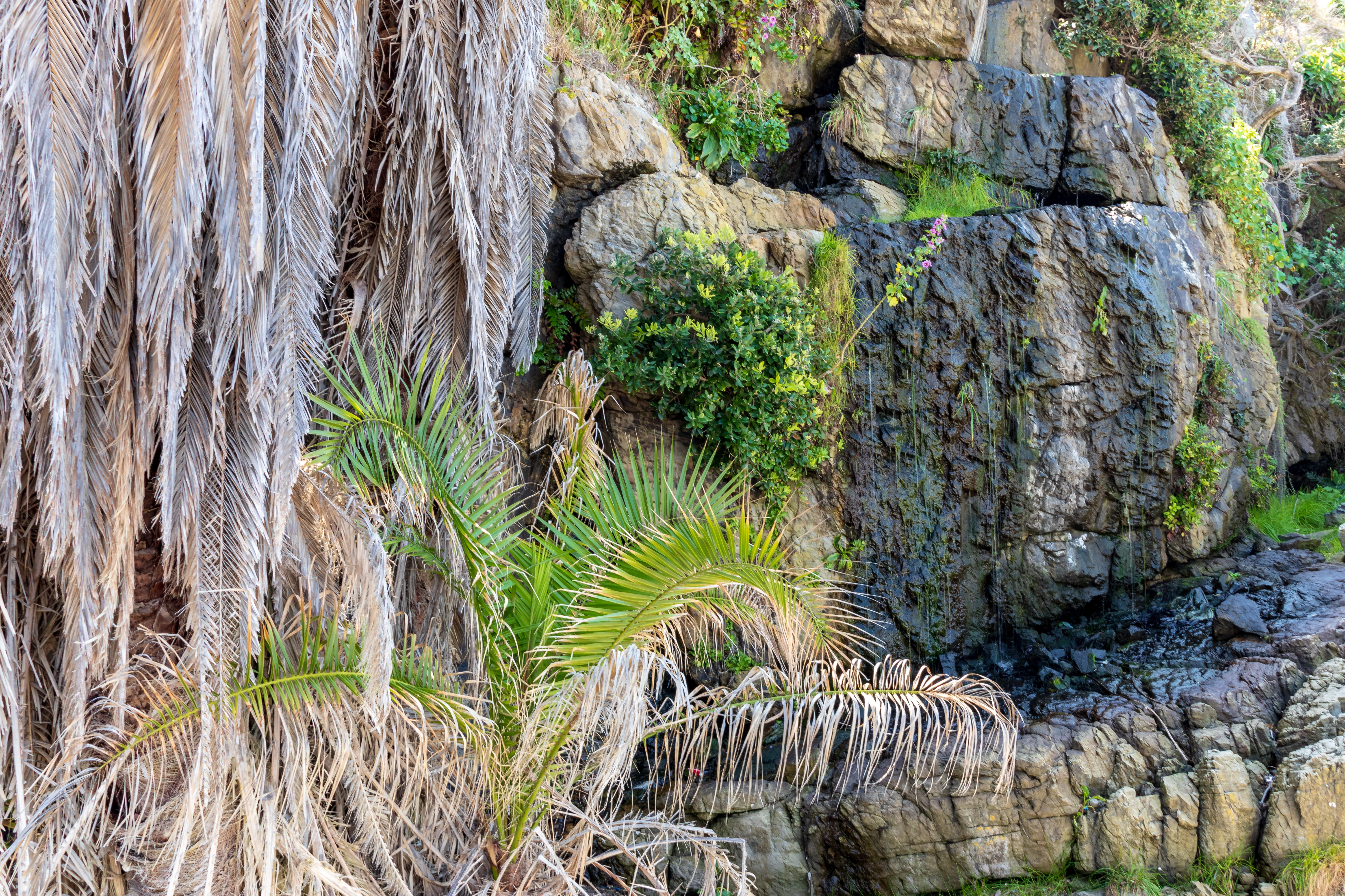 formation, shrubbery, hermanus, day, cliff, growth, rock - object, shrubs, green color, textured, grass, wet, no people, tranquility, beauty in nature, HD Wallpaper