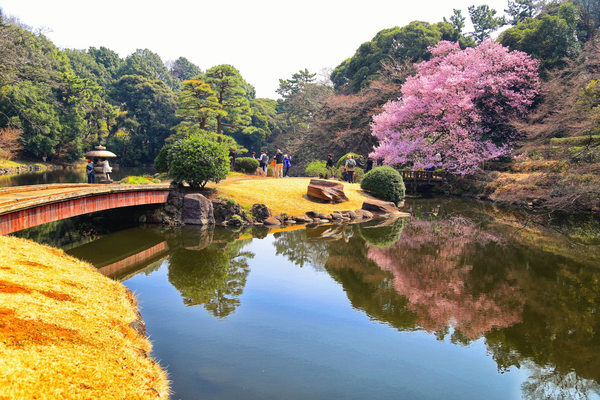 Bridge, Cherry Blossom, Lake, Japan, 1080P, Tokyo, Shinjuku Gyoen Garden, Photography, HD Wallpaper