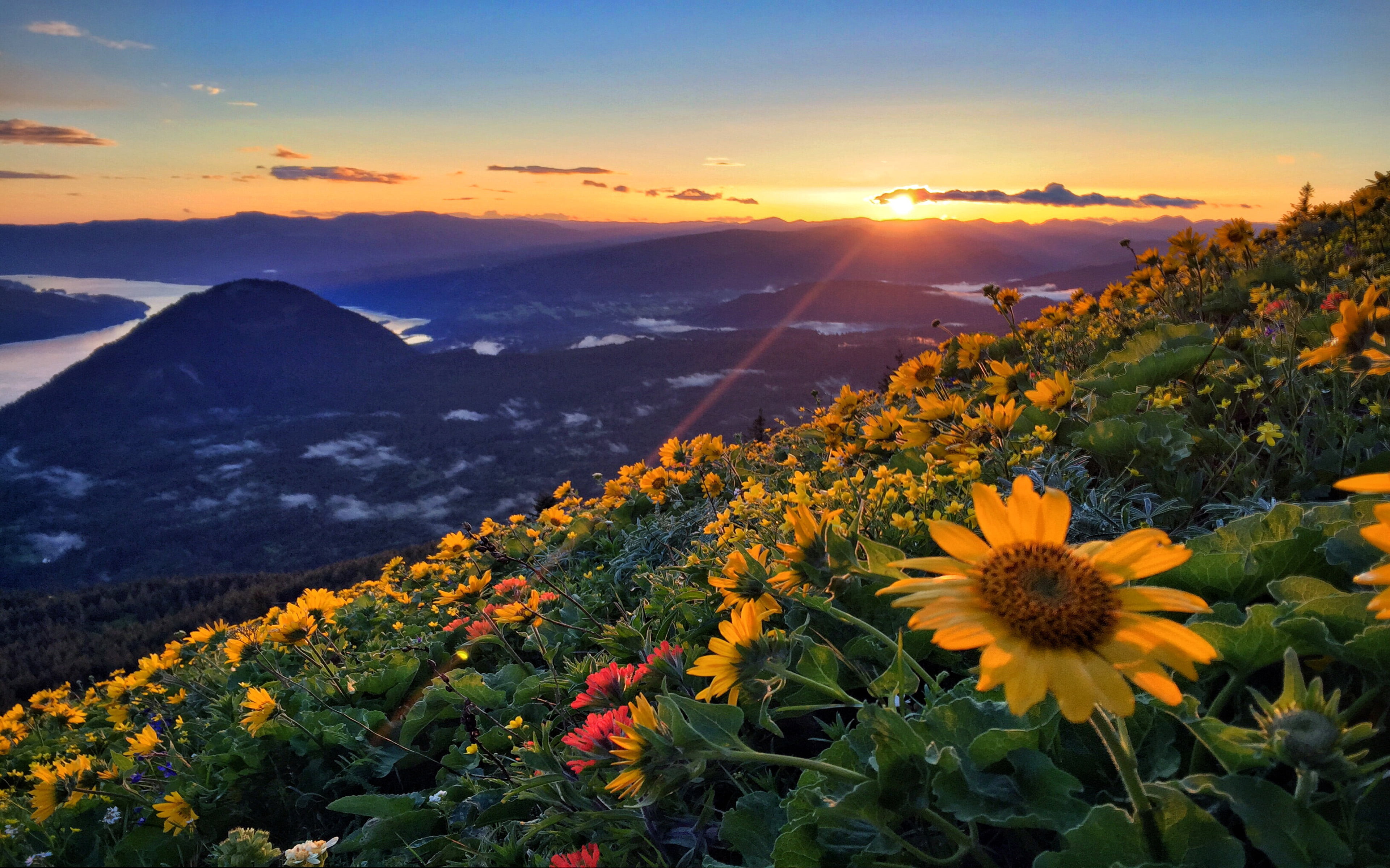 mountain range, orange color, freshness, flowering plant, river, tranquil scene, no people, mountain, tranquility, flower, 4K, columbia, growth, flower head, HD Wallpaper