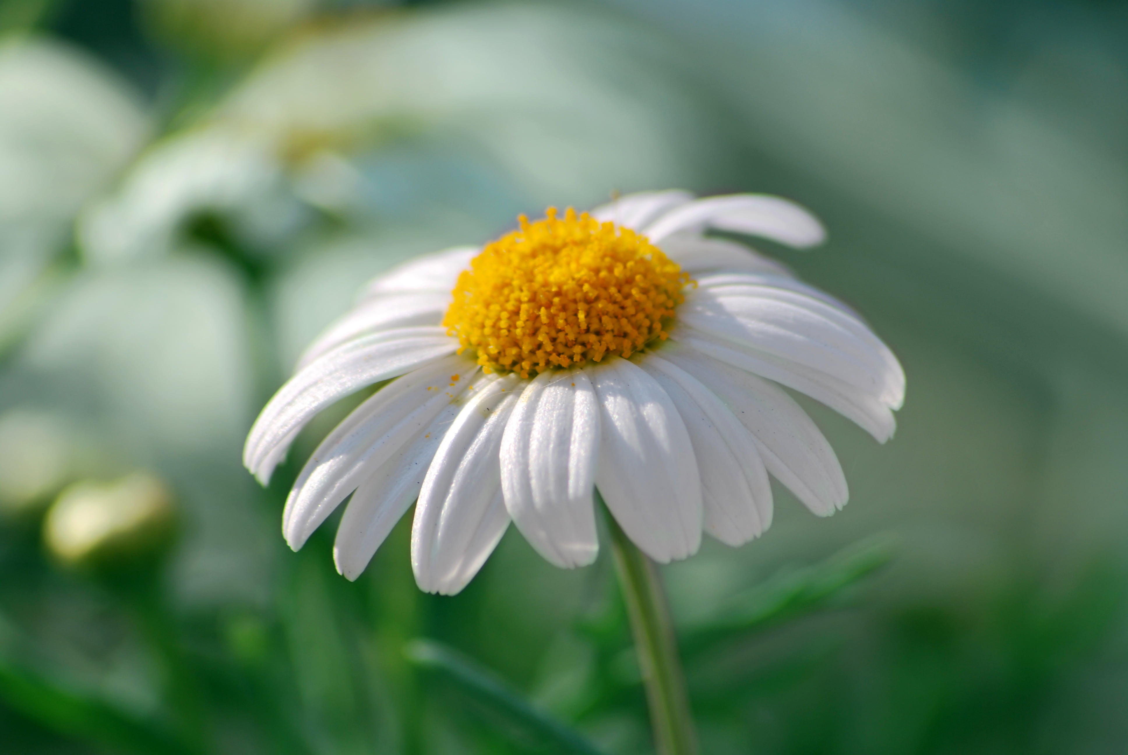 petal, close-up, springtime, flowers, nature, white daisy, 4K, freshness, macro, meadow, daisy, summer, shot, daytime, Flower Power, outdoors, white, macro shot, HD Wallpaper