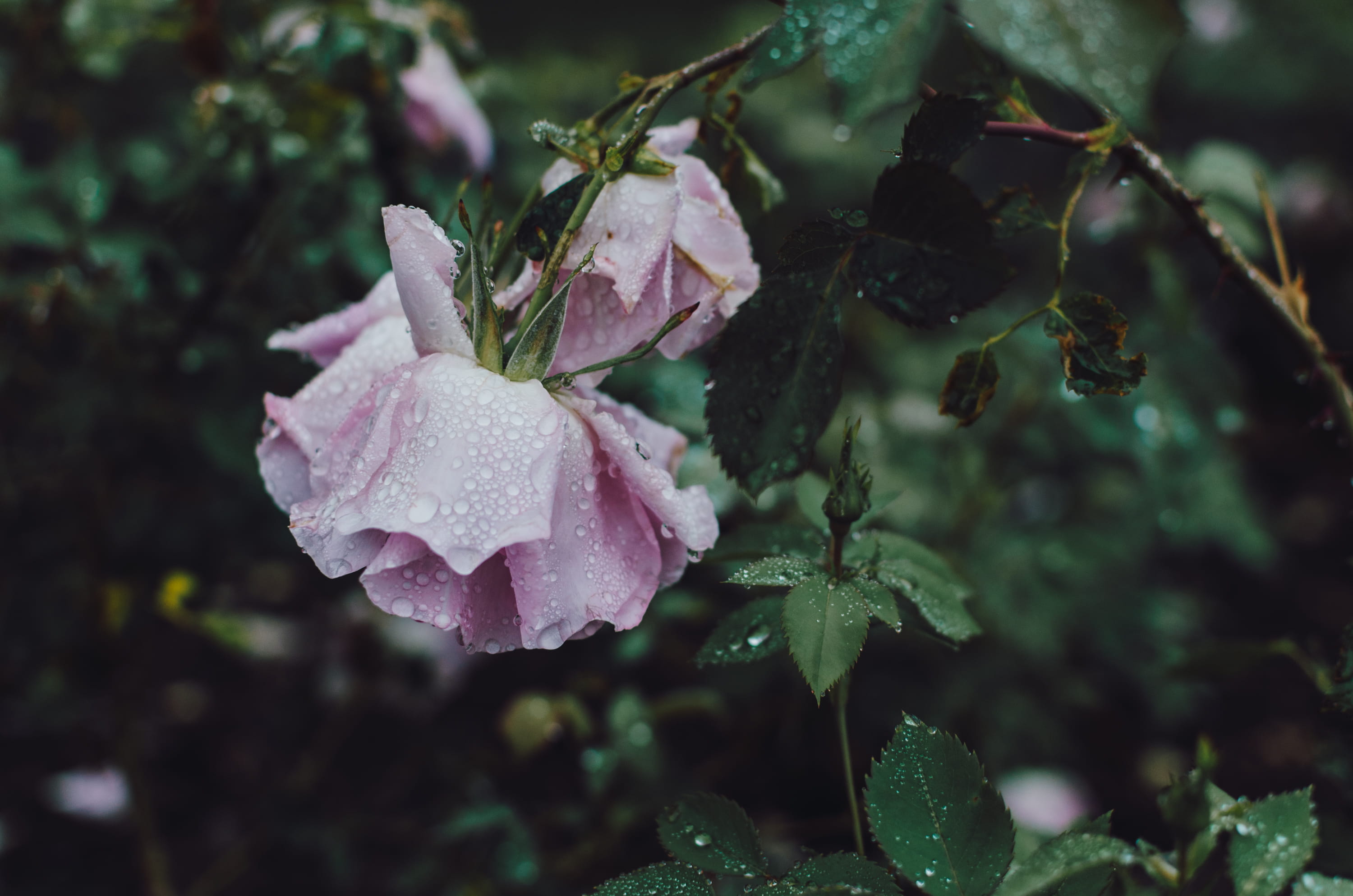 raindrop, shot, water, daytime, petal, flower head, 2K, rose - flower, growth, vulnerability, leaf, plant part, flowering plant, no people, macro shot, HD Wallpaper