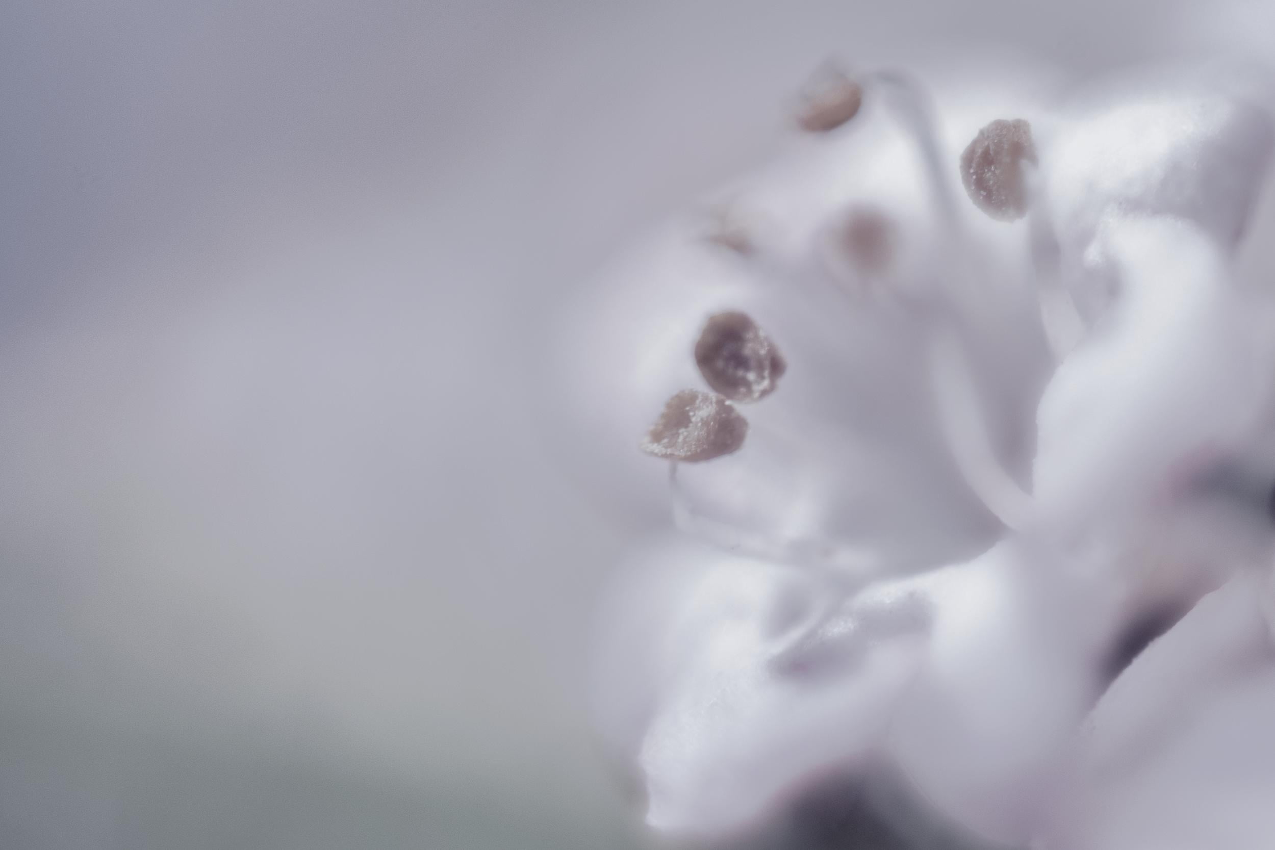 happiness, treasure, macro photography, daytime, Nikon D750, softness, color, fleur, 1080P, nature, soft, close-up, bloom, macro, petal, fleurs, plaisir, HD Wallpaper