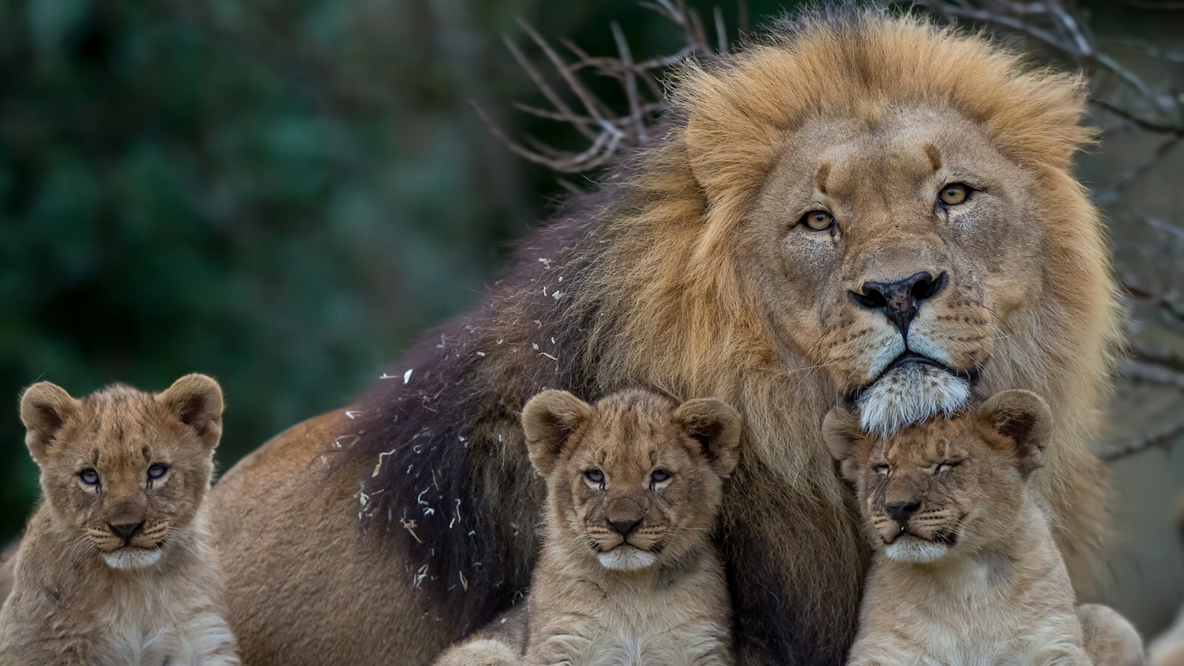 4K, carnivora, group of animals, no people, day, focus on foreground, female animal, animal head, ultra, animal wildlife, lioness, vertebrate, animals in the wild, HD Wallpaper