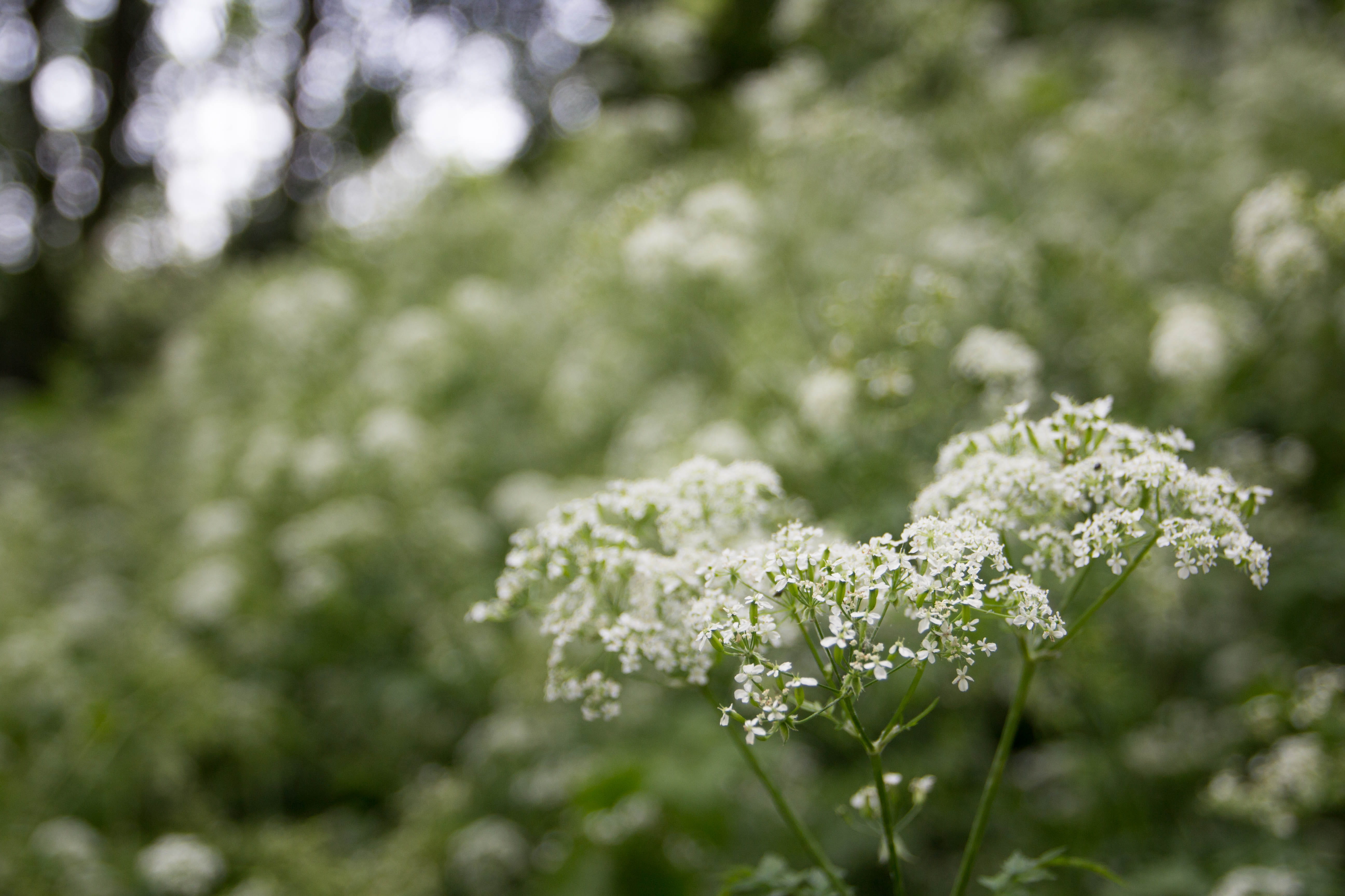 united kingdom, green color, flower, beauty in nature, day, spring, london, selective focus, 5K, flowering plant, plant part, growth, mudchute, no people, HD Wallpaper