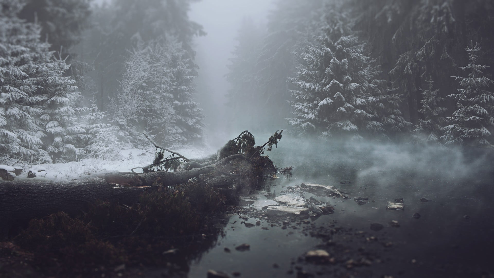 1080P, tree, cold temperature, winter, trees, snow, leafed, plant, mist, fog, green, tranquil scene, tranquility, people, beauty in nature, scenics - nature, HD Wallpaper