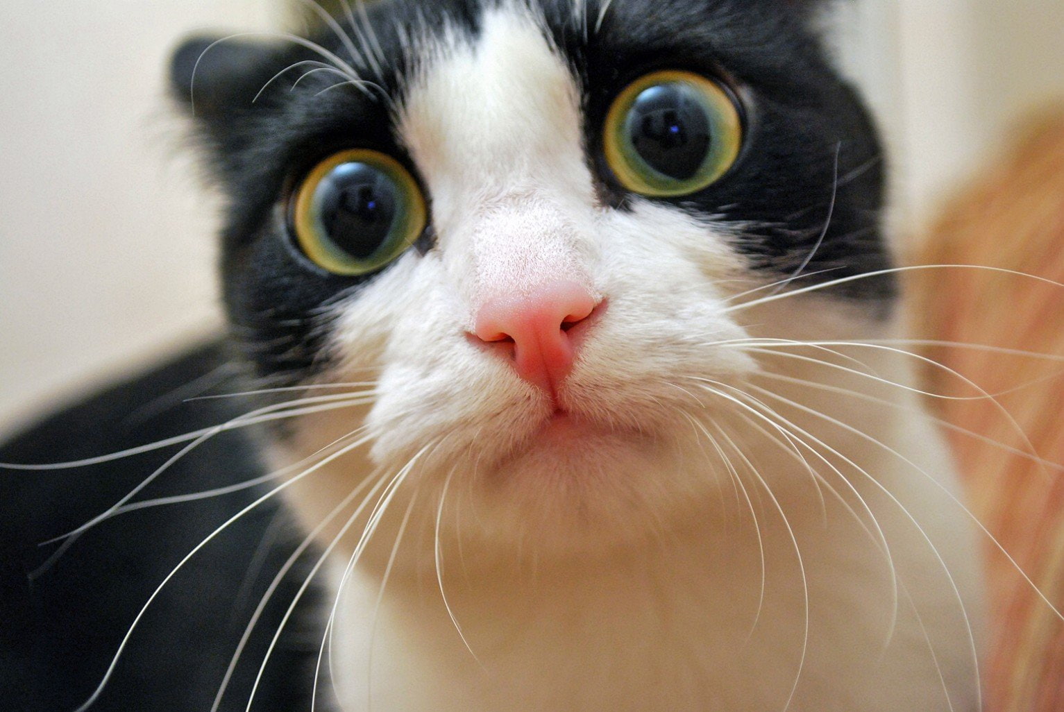 funny, 720P, grumpy, quote, 121, meme, humor, cat, HD Wallpaper