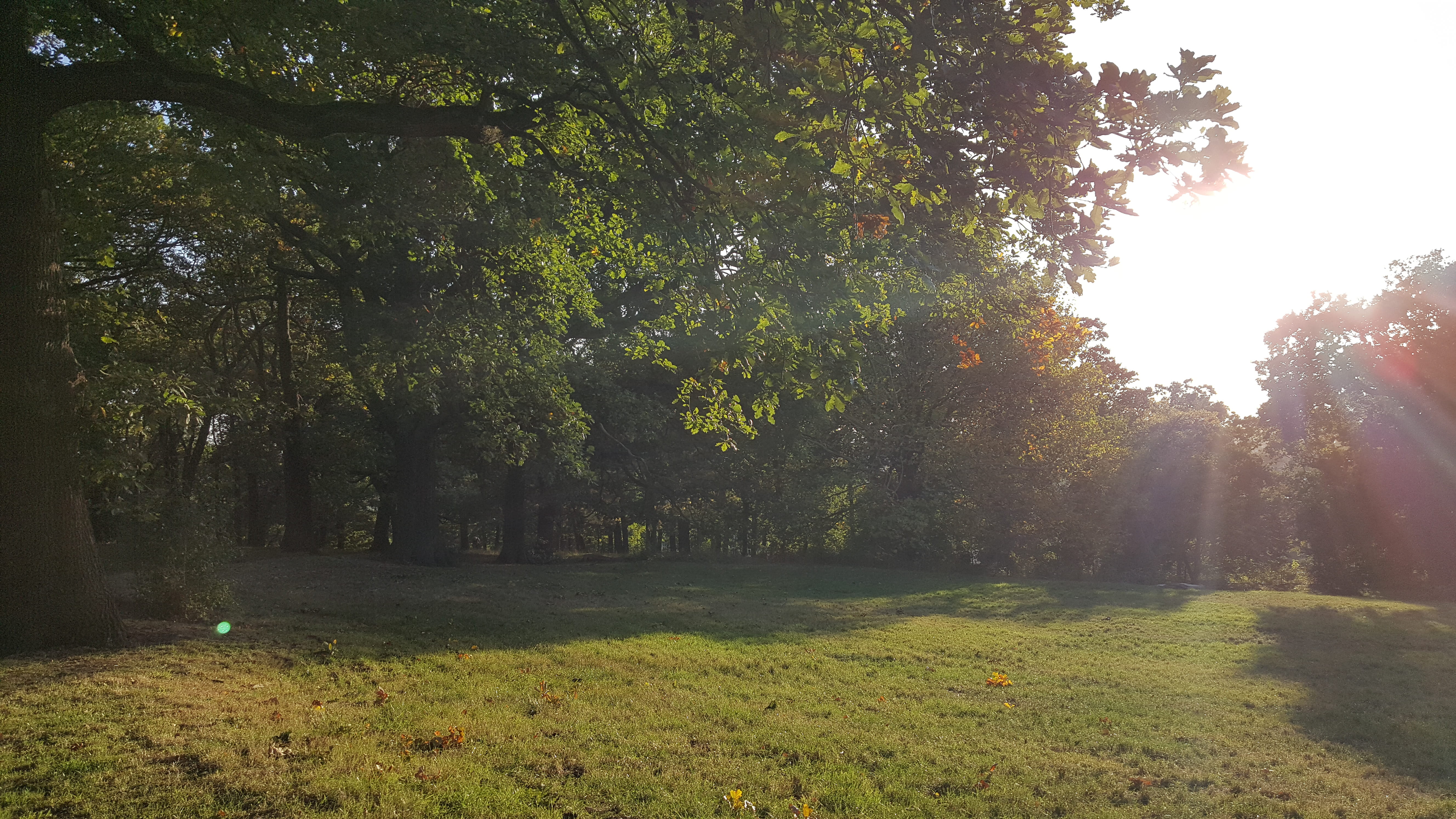 tranquil scene, land, trees, grass, rural, outdoors, countryside, tranquility, tree, green color, sunbeam, weather, field, plant, flare, growth, landscape, HD Wallpaper