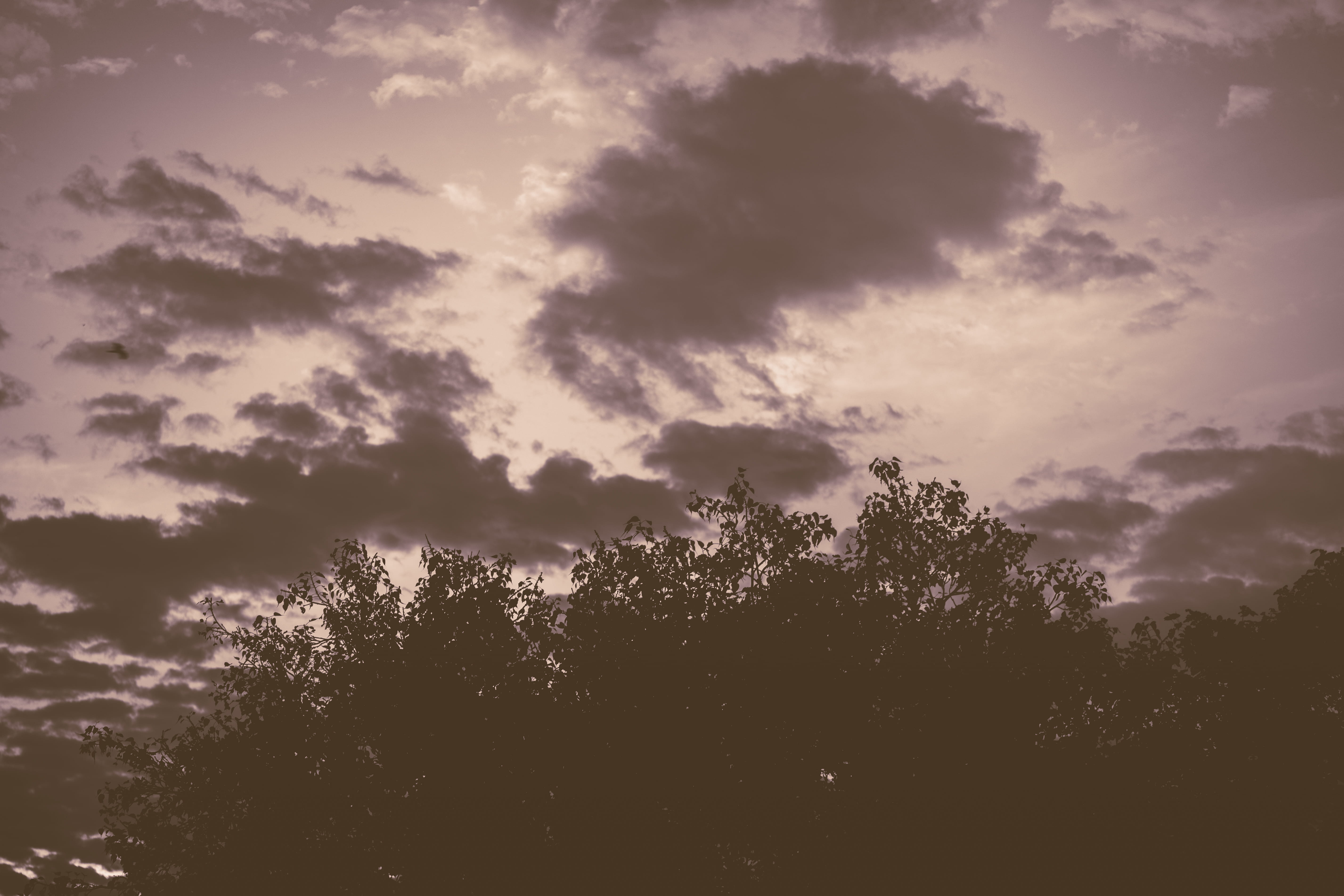 scenics - nature, growth, old rajinder nagar, tranquil scene, dark, tree, day, trees, beautiful, windy, non-urban scene, dramatic, silhouette, black and white, HD Wallpaper
