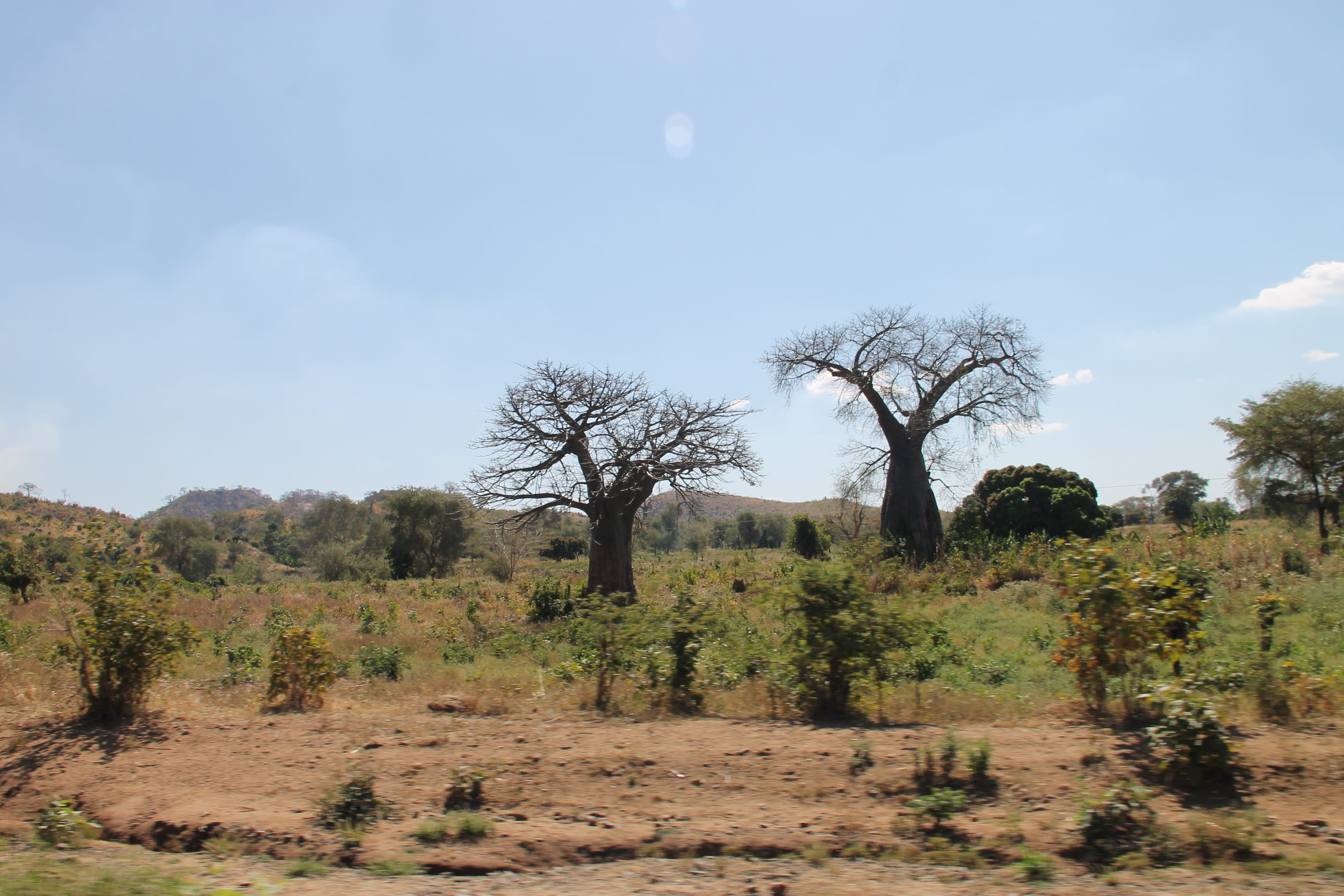 tranquil scene, beauty in nature, remote, malawi, field, outdoors, sky, environment, 4K, nature, land, semi-arid, grass, non-urban scene, tree, no people, HD Wallpaper