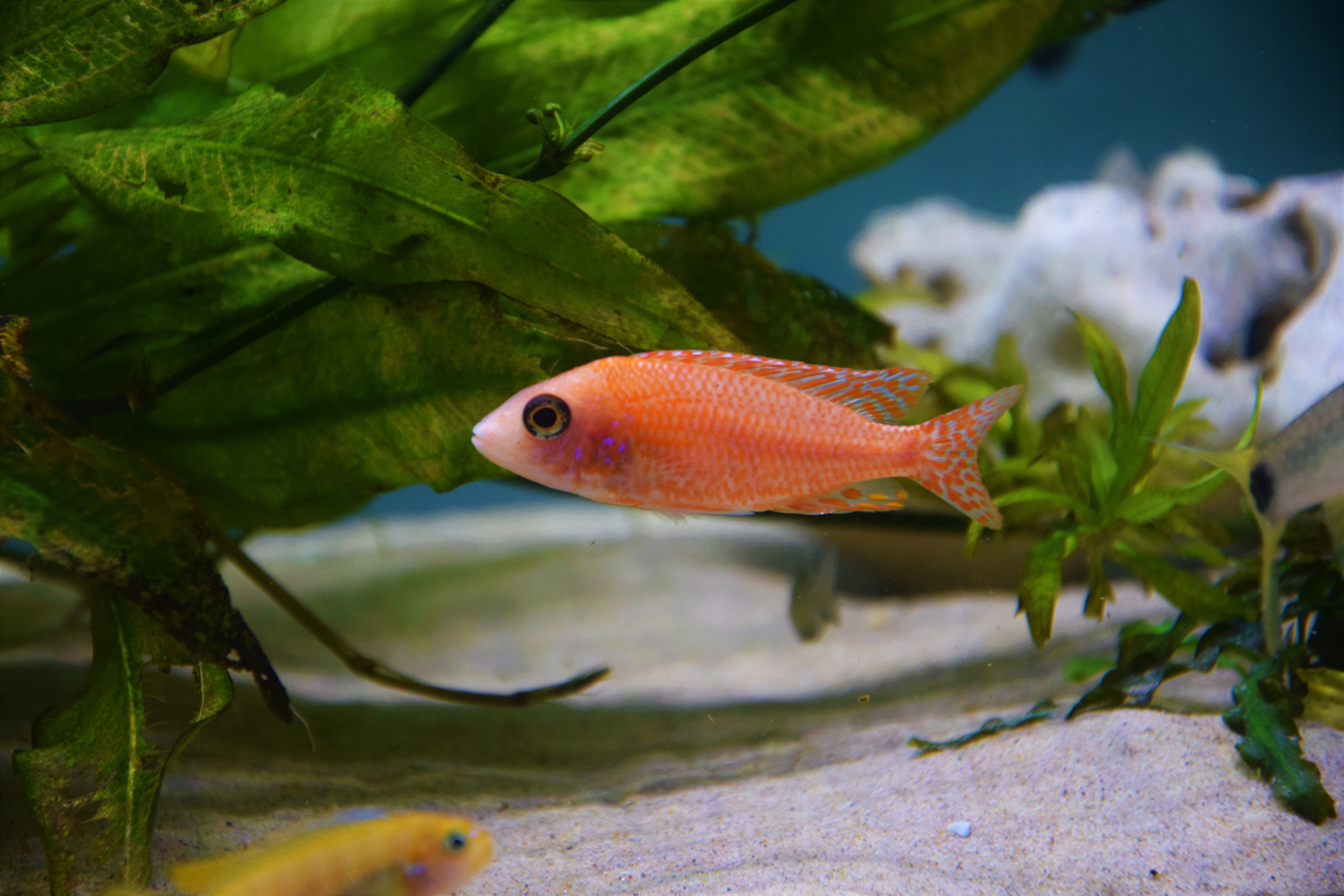 animal themes, animal wildlife, sea life, one animal, animals in captivity, underwater, vertebrate, animal, no people, fish, malawi cichlid, aquarium, close-up, HD Wallpaper