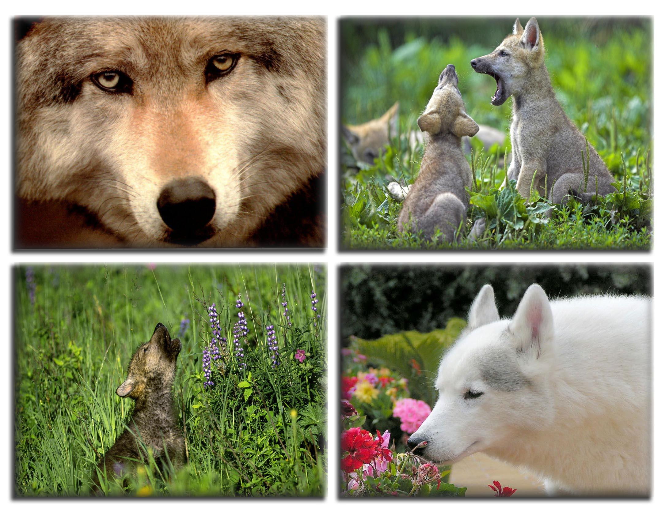 wolf, animal, wild, animals, gallery, wildlife, 1080P, HD Wallpaper