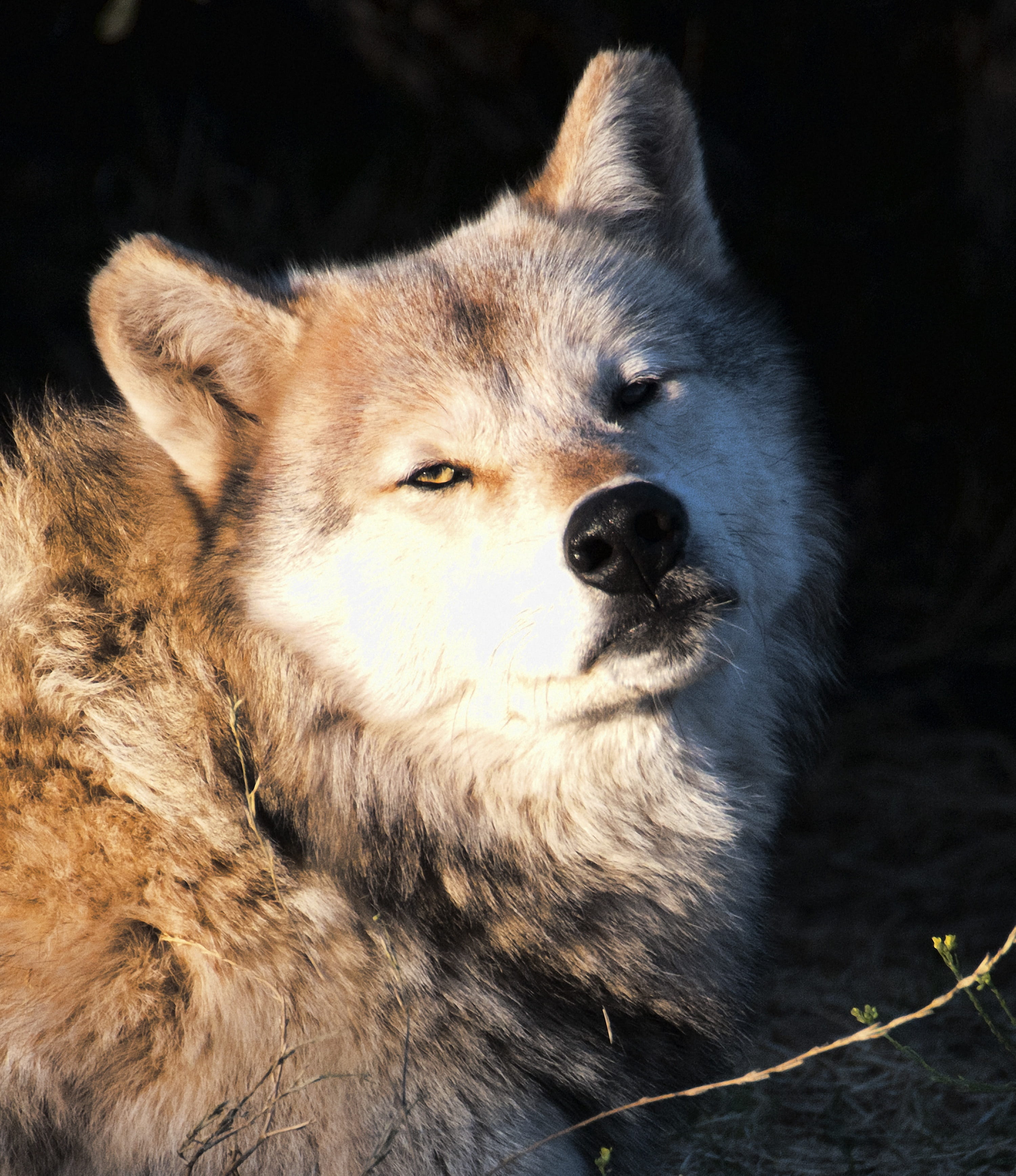 animal, animal themes, close-up, looking away, winter, carnivore, wildlife, wolf, nature, predator, pets, wolves, animal body part, beast, domestic animals, Phone HD Wallpaper