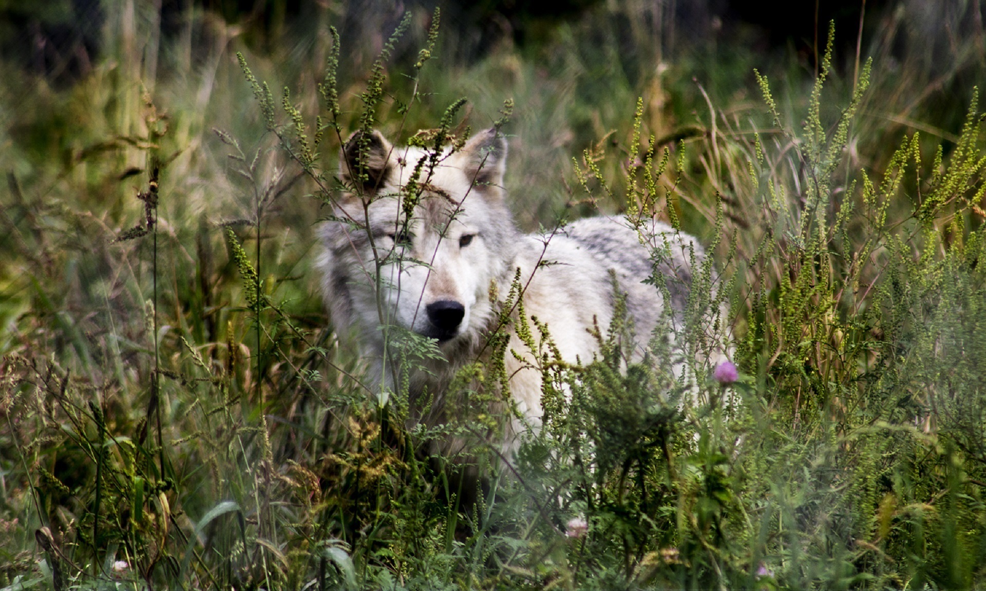 furry, white, animals In The Wild, field, grass, land, growth, plant, predator, animal themes, pets, animal, dog, vegetation, no people, domestic, portrait, HD Wallpaper