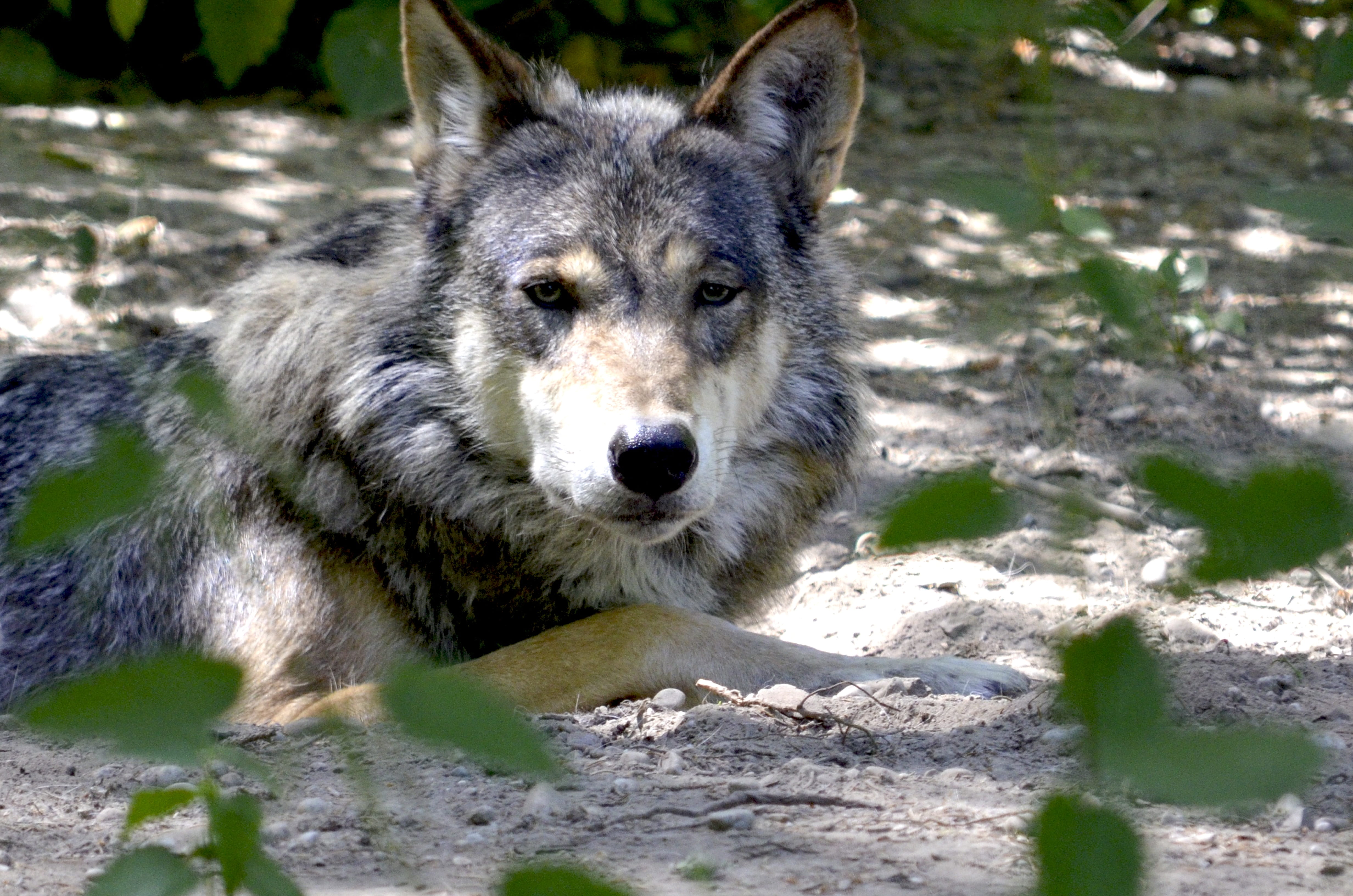animal, animal head, wolf, isegrim, animal themes, sunlight, no people, one animal, day, vertebrate, 4K, forest, animals in the wild, mammal, grey, pack animal, HD Wallpaper