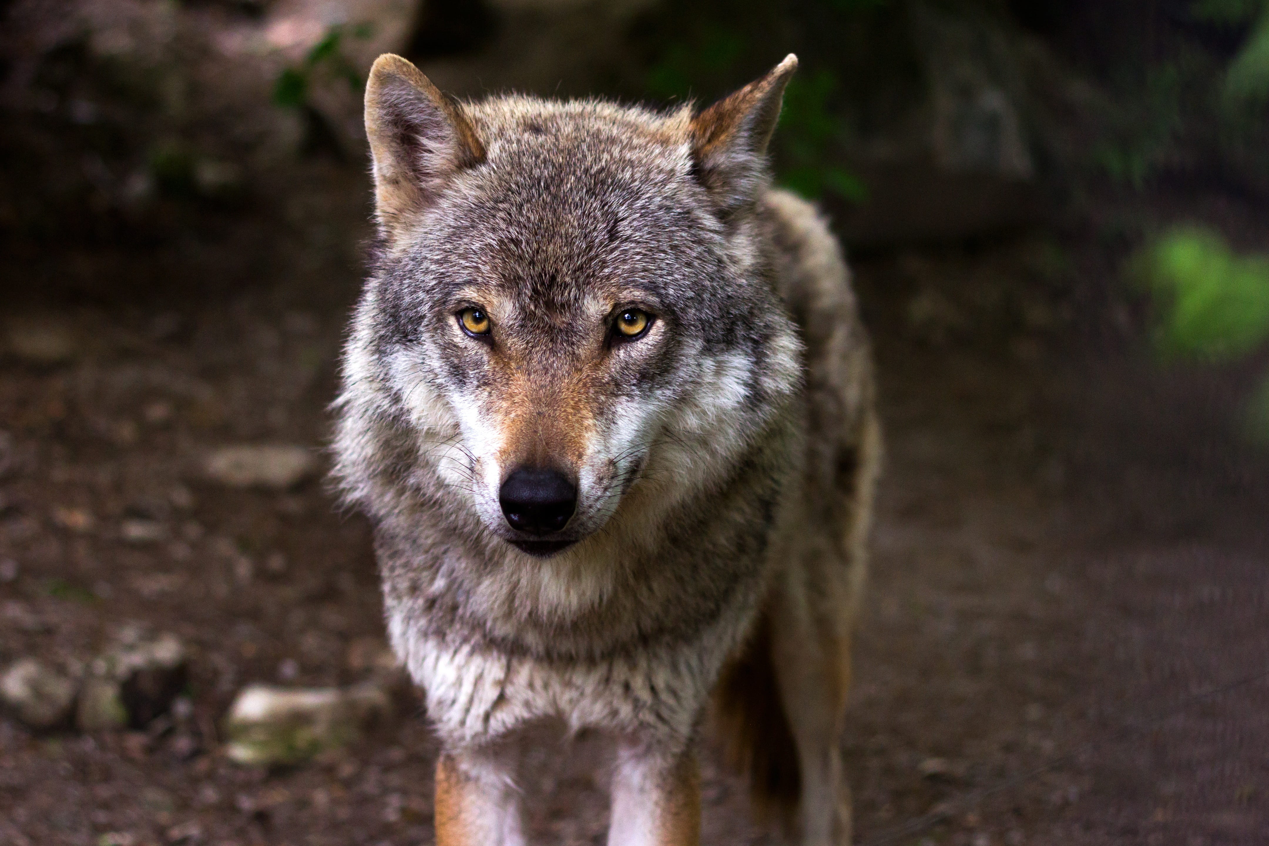 outdoors, nature, one animal, animal eye, canis lupus, hundeartig, vertebrate, animals in the wild, forest, mammal, focus on foreground, dog, eyes, standing, HD Wallpaper