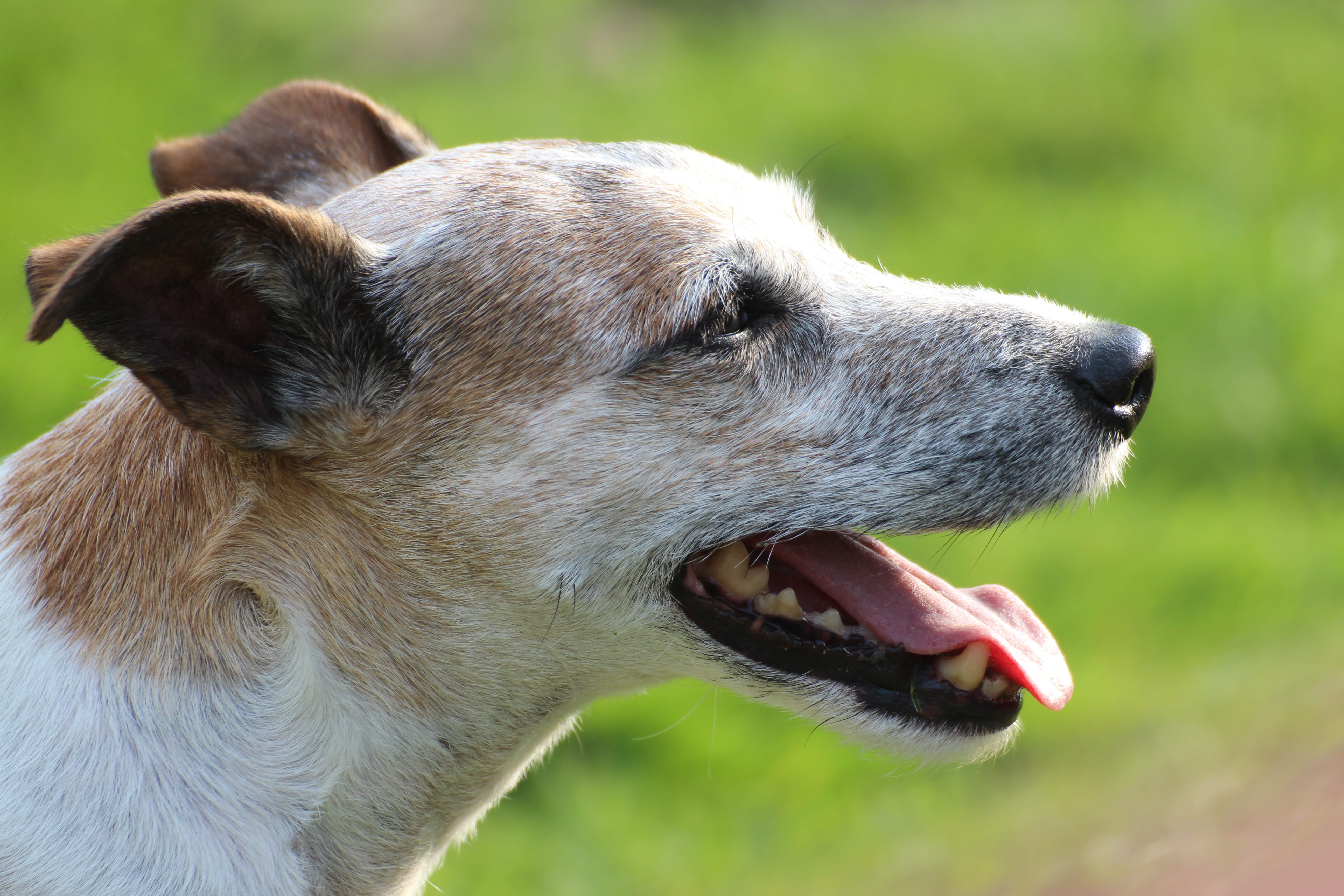 short, domestic, animal body part, profile view, head, pets, looking, mouth, animal world, animals, dog head, close, pet, coat, mouth open, male, mammal, HD Wallpaper