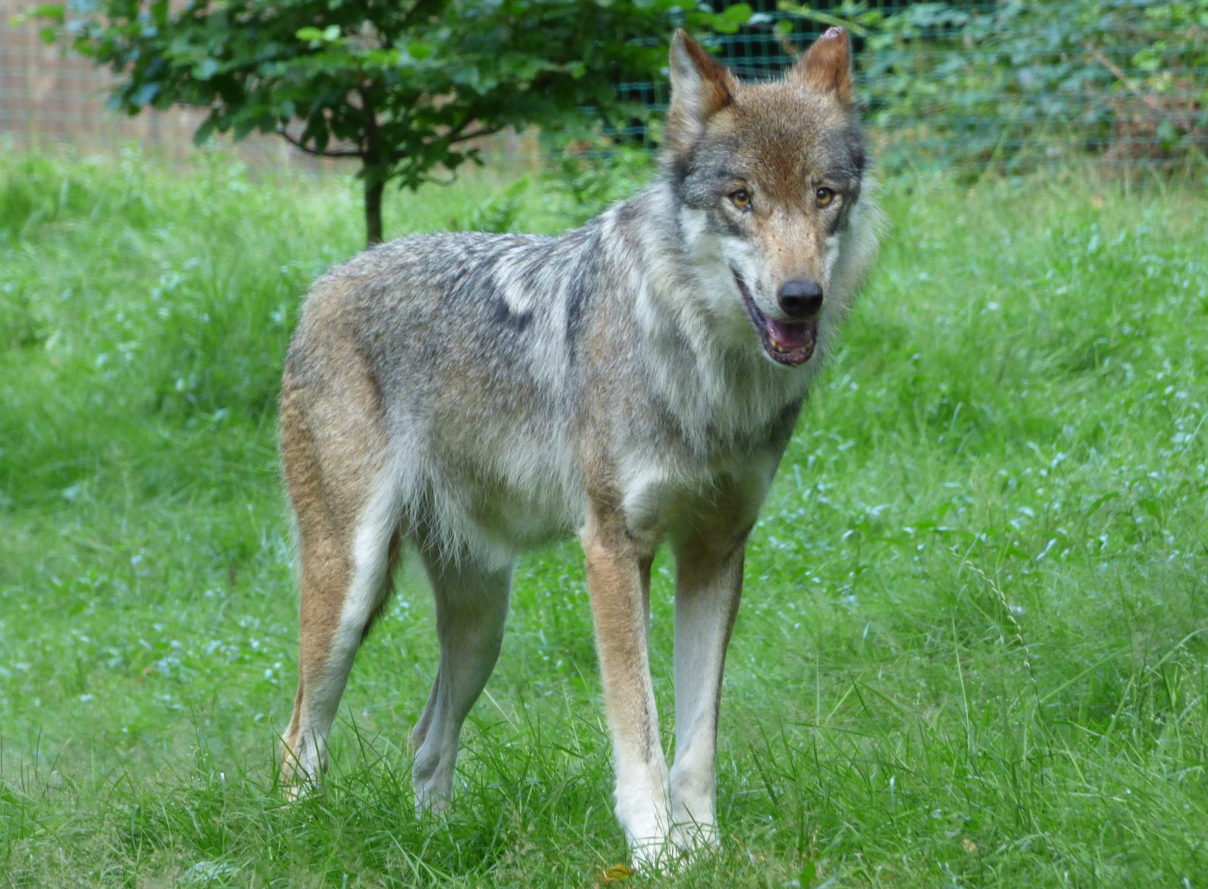 focus, Wolf, Pack Animal, animals In The Wild, day, green color, dog, outdoors, animal world, no people, animal wildlife, nature, wild animal, one animal, HD Wallpaper