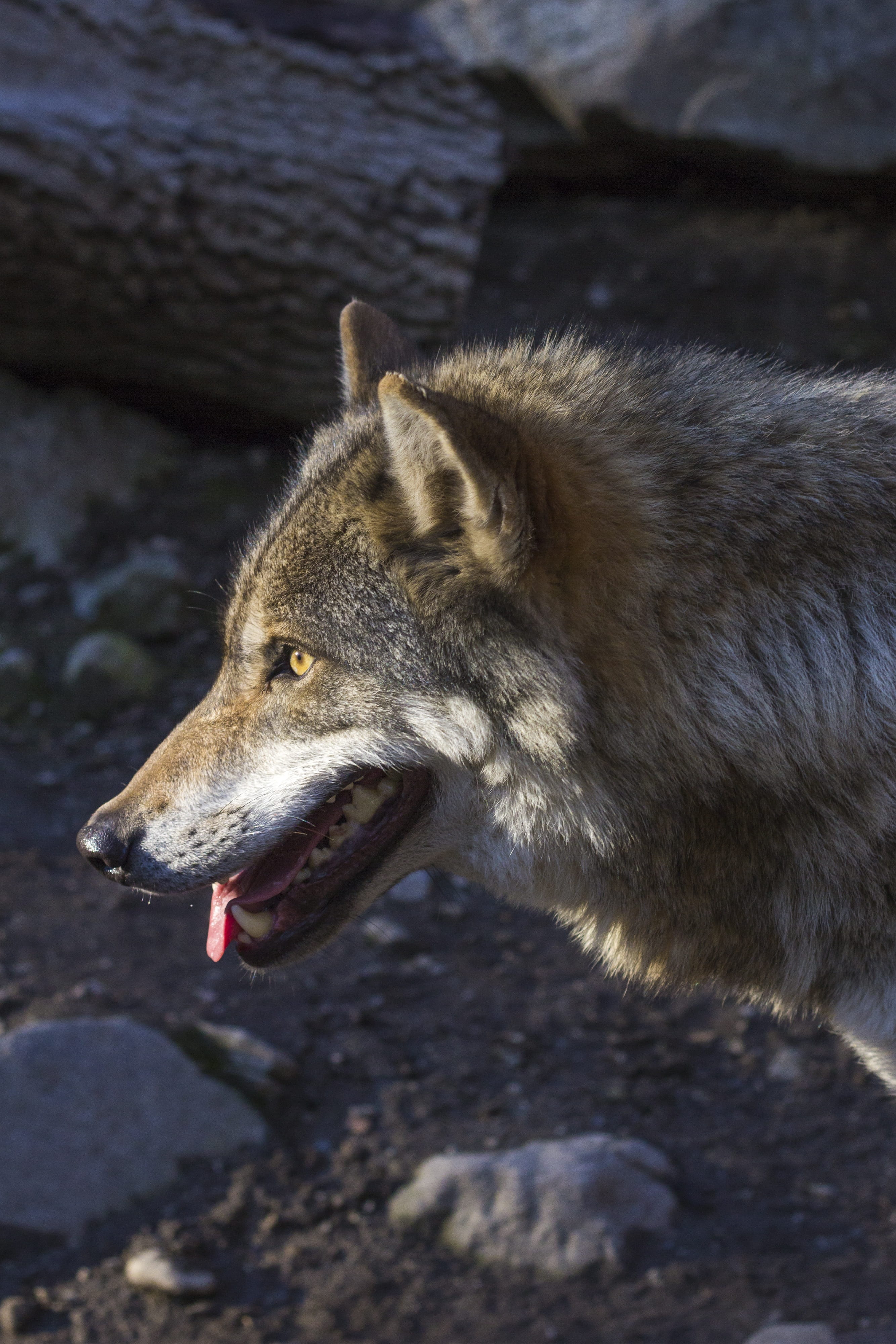 animals in the wild, no people, Wolf, vertebrate, domestic animals, pets, sun, close, pack animal, day, white, animal head, light, outdoors, portrait, land, Phone HD Wallpaper