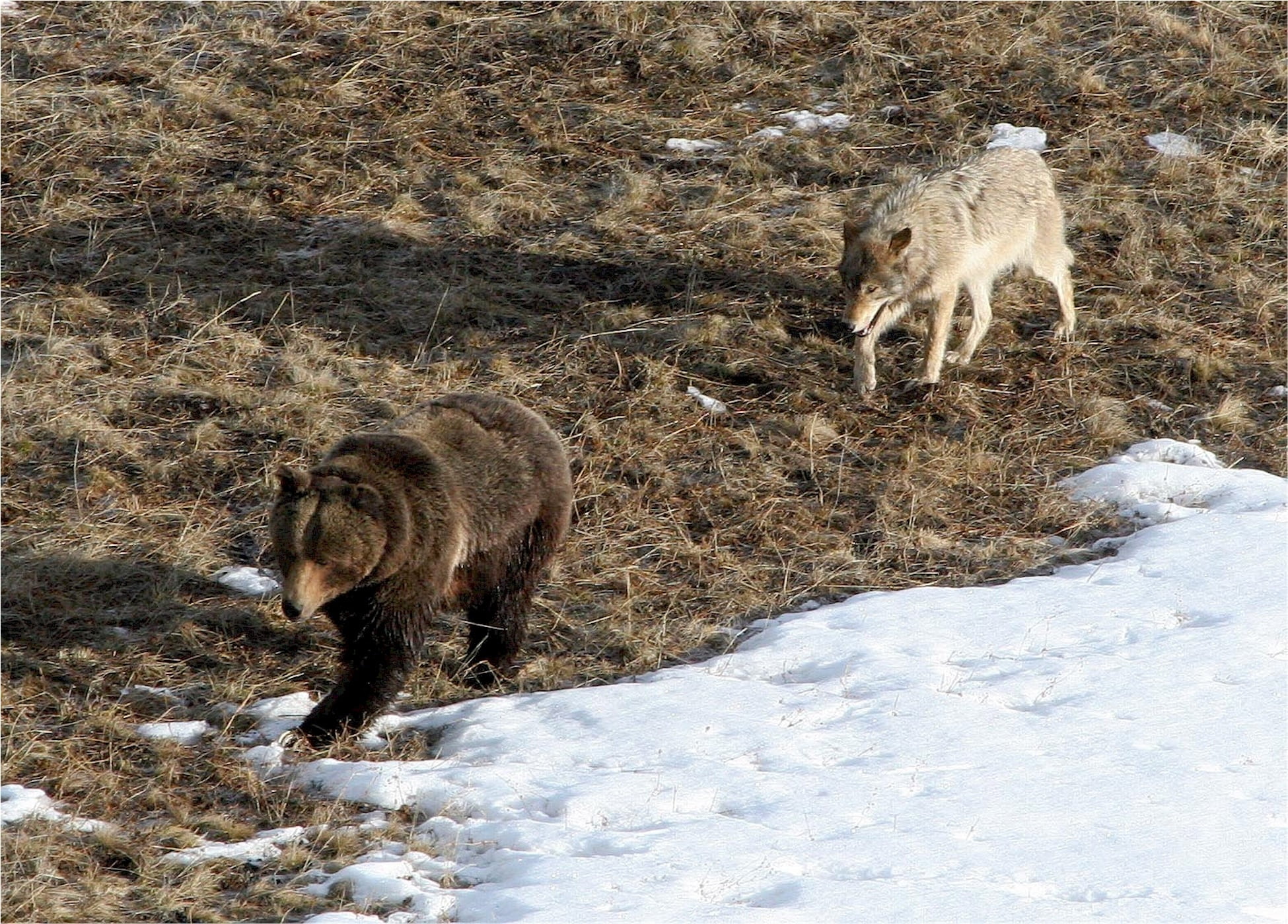 mammal, carnivore, brown, canis lupus, day, snow, field, land, 1080P, gray, vertebrate, fur, group of animals, no people, following, predator, bear, animal wildlife, HD Wallpaper